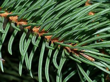 Amazon.co.jp: ヨーロッパトウヒ＜欧州トウヒ＞ ［北米産］ 種子