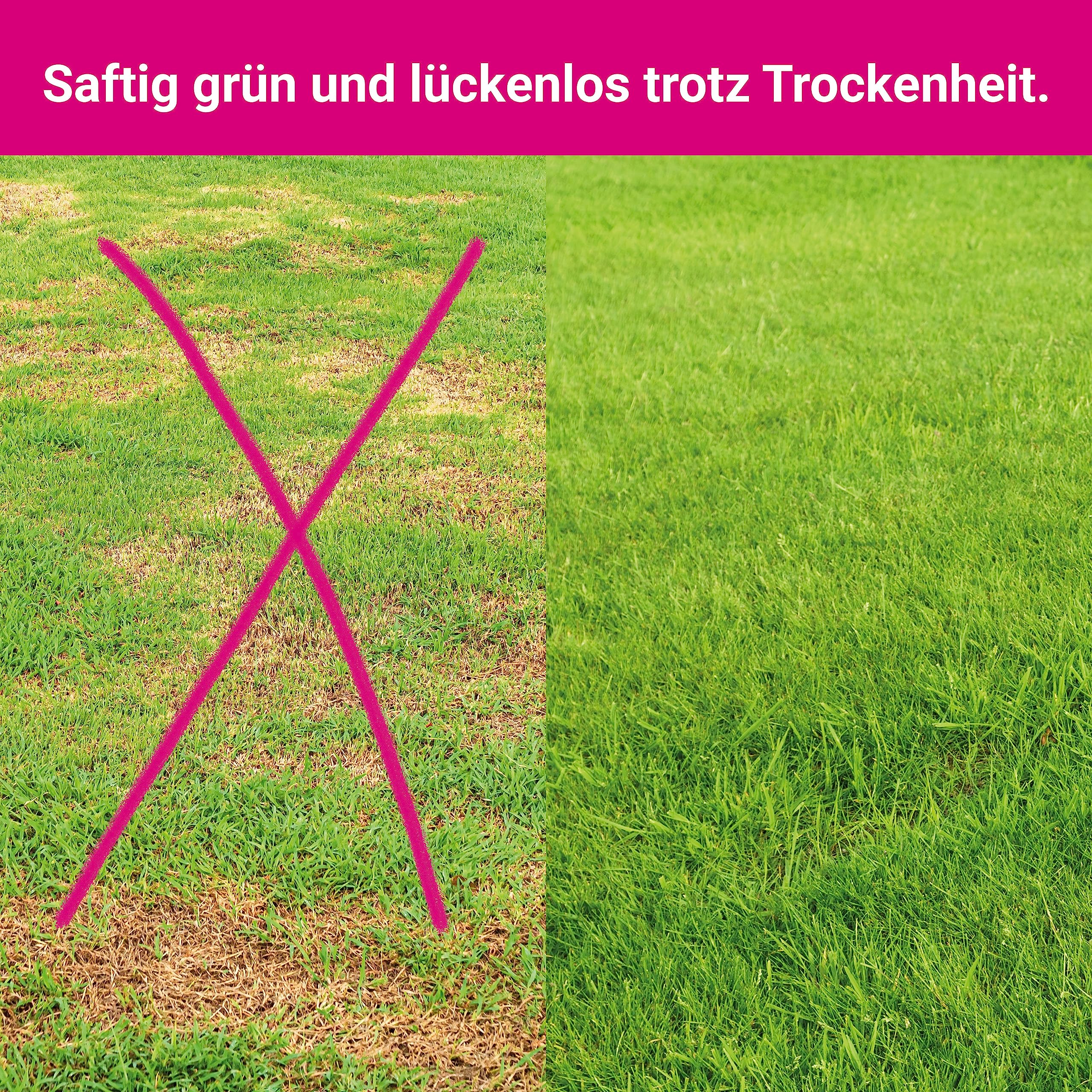 Trockenrasen schnellkeimende Rasensamen 10 kg für 250 m², ideal zur Nachsaat oder Neuanlage, dürreresistent + robuste Rasensaat, trockenresistente Grassamen Samen