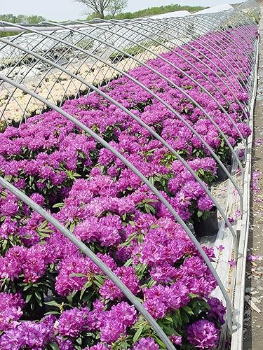 Vista 74 de Green Promise Farms Rododendro `Scintillation` Evergreen, contenedor de 3 tamaños, rosa suave