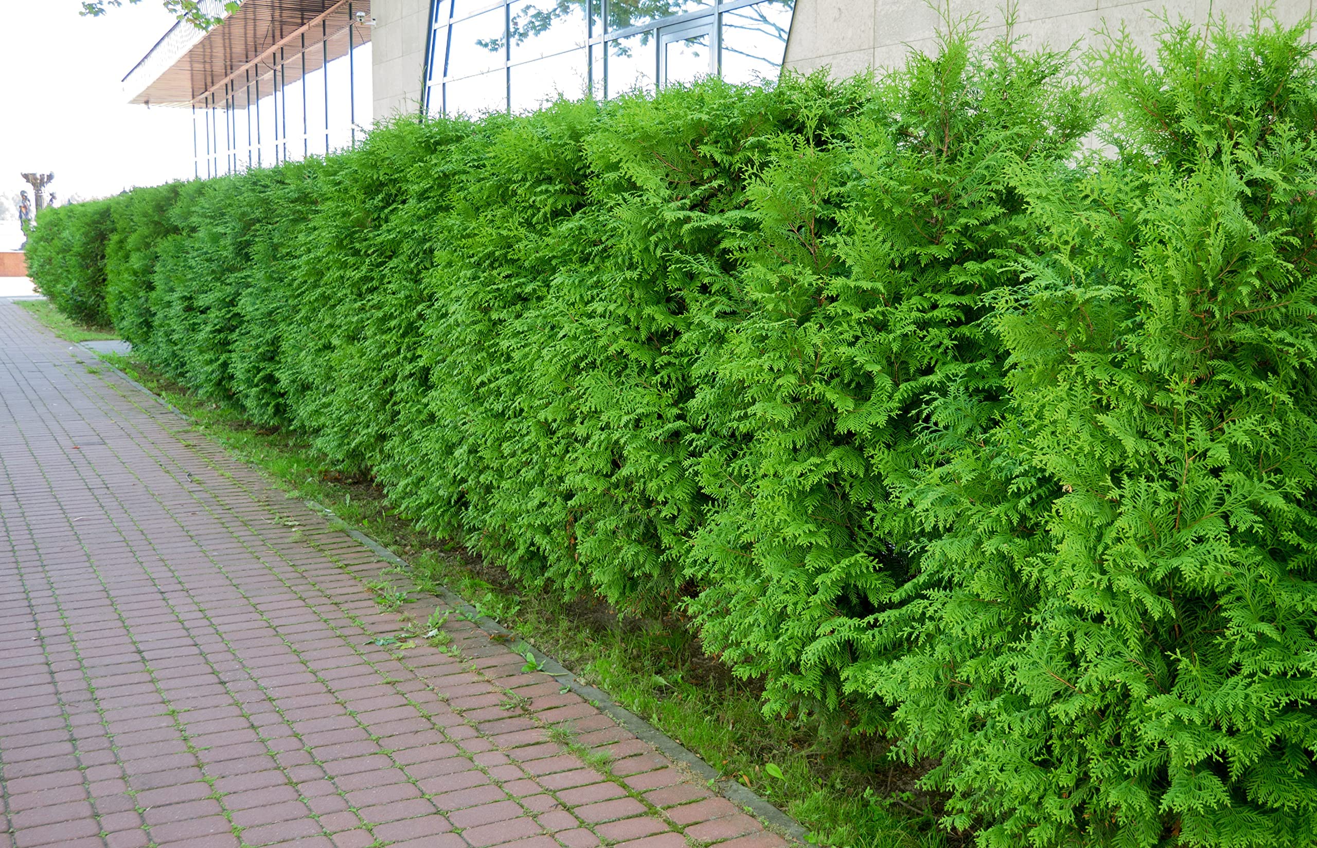 10 Thuja Brabant 120-150cm ohne Topf gemessen reine Pflanzhöhe Topfware Gartenhecke Heckenpflanzen Immergrüner Lebensbaum Hecke Sichtschutz Hecke