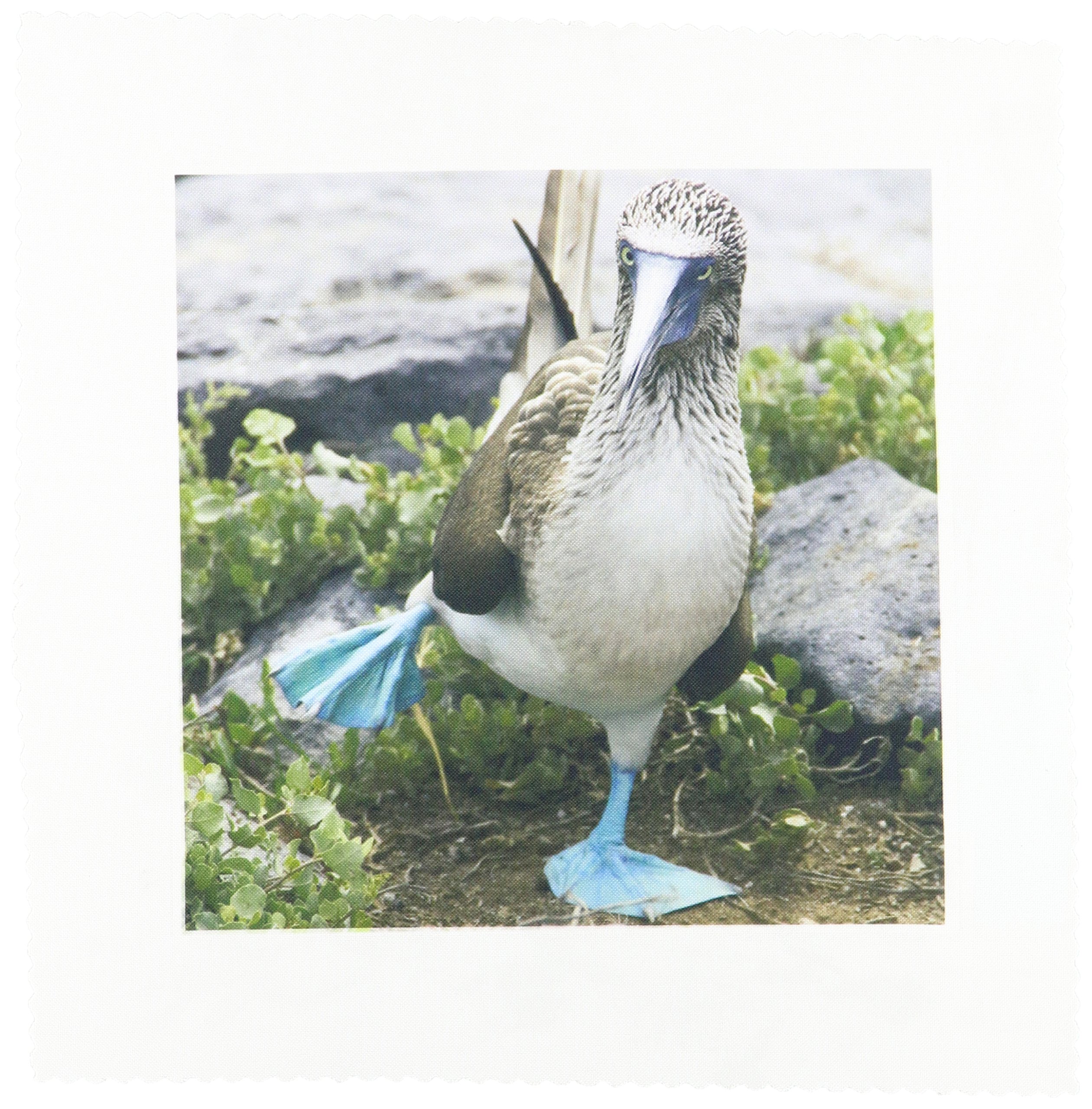 3dRose qs_86141_1 SA07 CMI0902 Ecuador Galapagos Islands Blue Footed Booby Cindy Miller Hopkins Square Quilt, 10 by 10-Inch
