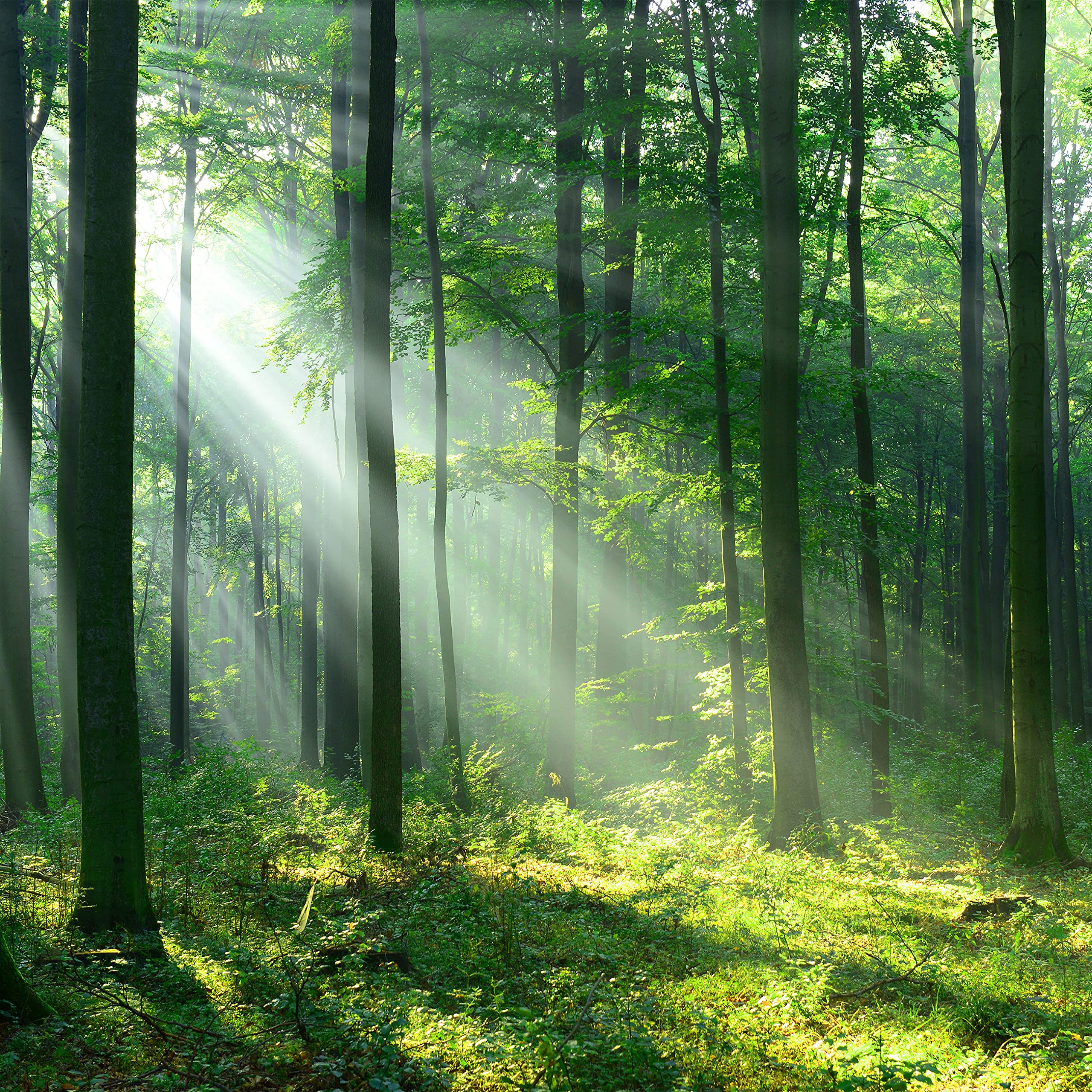 Runa Art Wallpaper 396 X 280 Cm Forest Landscape Sun Non-Woven Decoration Print Wall Mural Living Room - Made In Germany - Green Yellow 9010012b