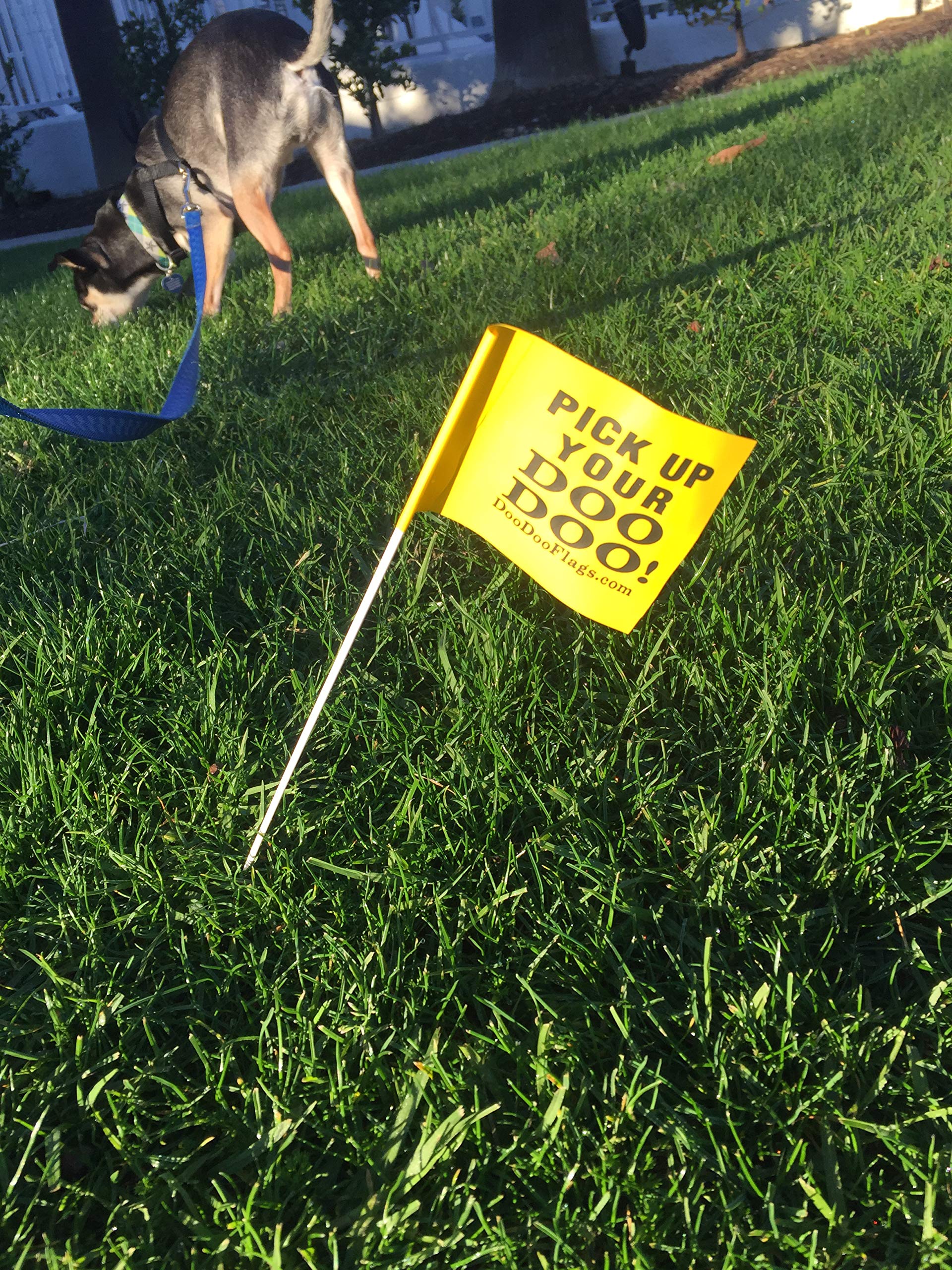 How To Prevent Dogs From Pooping On Your Lawn