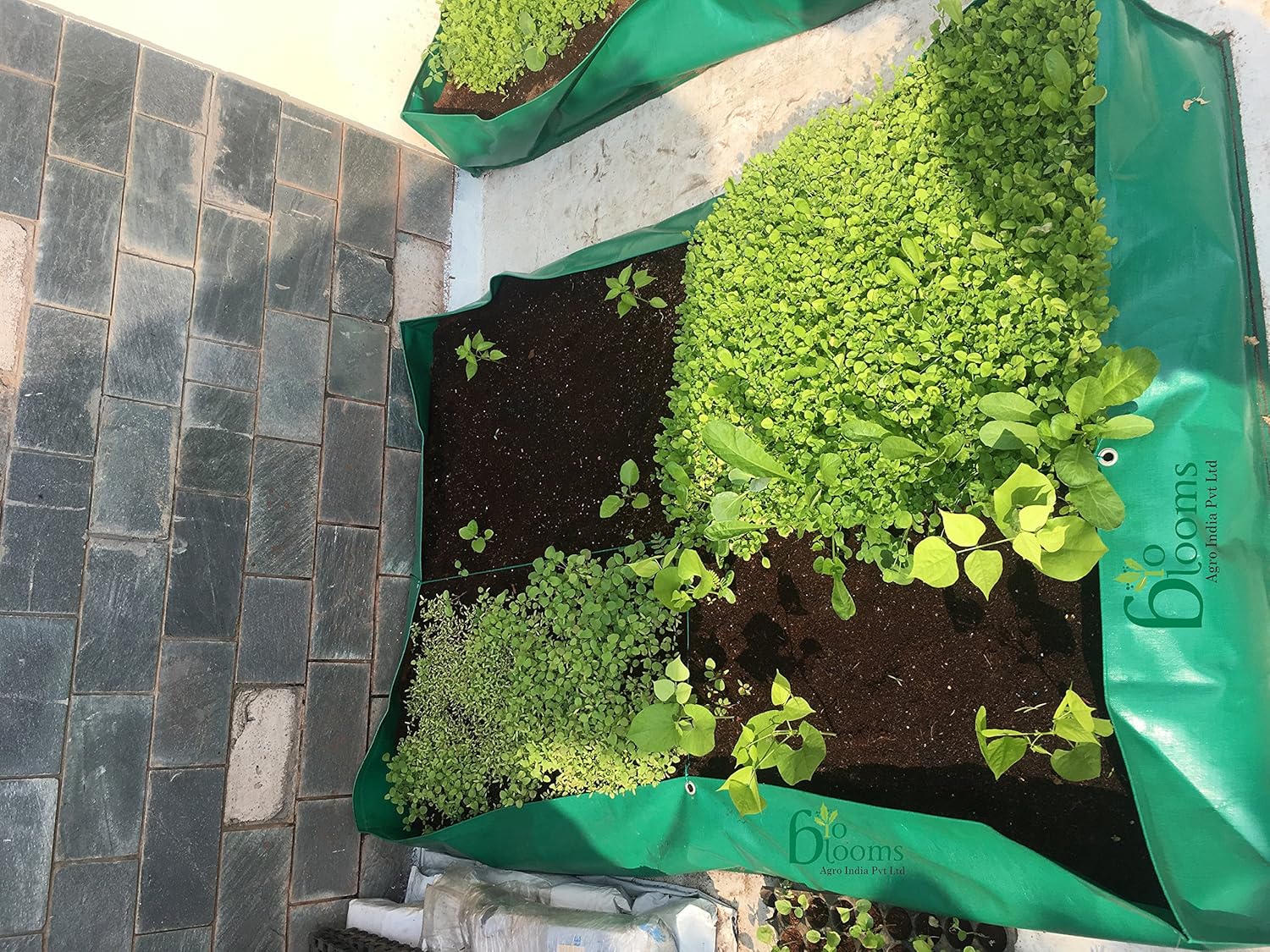 BIO BLOOMS AGRO INDIA PRIVATE LIMITED Plastic Grow Bag, Dark Green