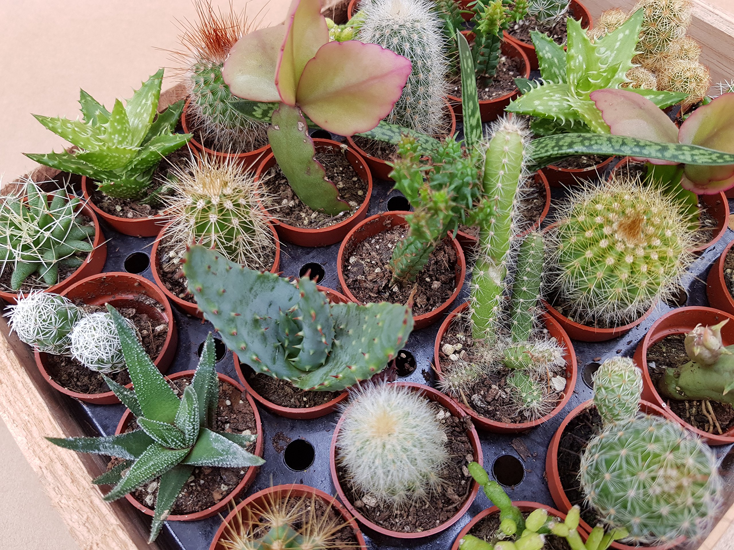 50 Stück Mini-Holzschilder 'Watch Me Grow' Für Kakteen & Sukkulenten – Babyparty Deko