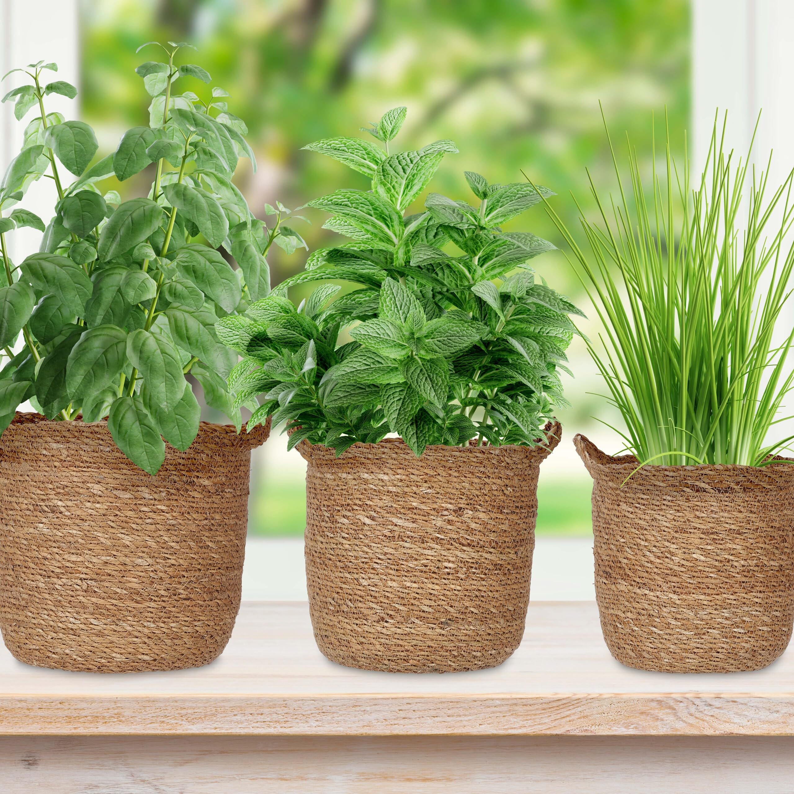 Relaxdays Pot de Fleur, Lot de 3, avec poignées, Pot de Plante, pour Plantes, Fleurs & Herbes, zostère, Nature
