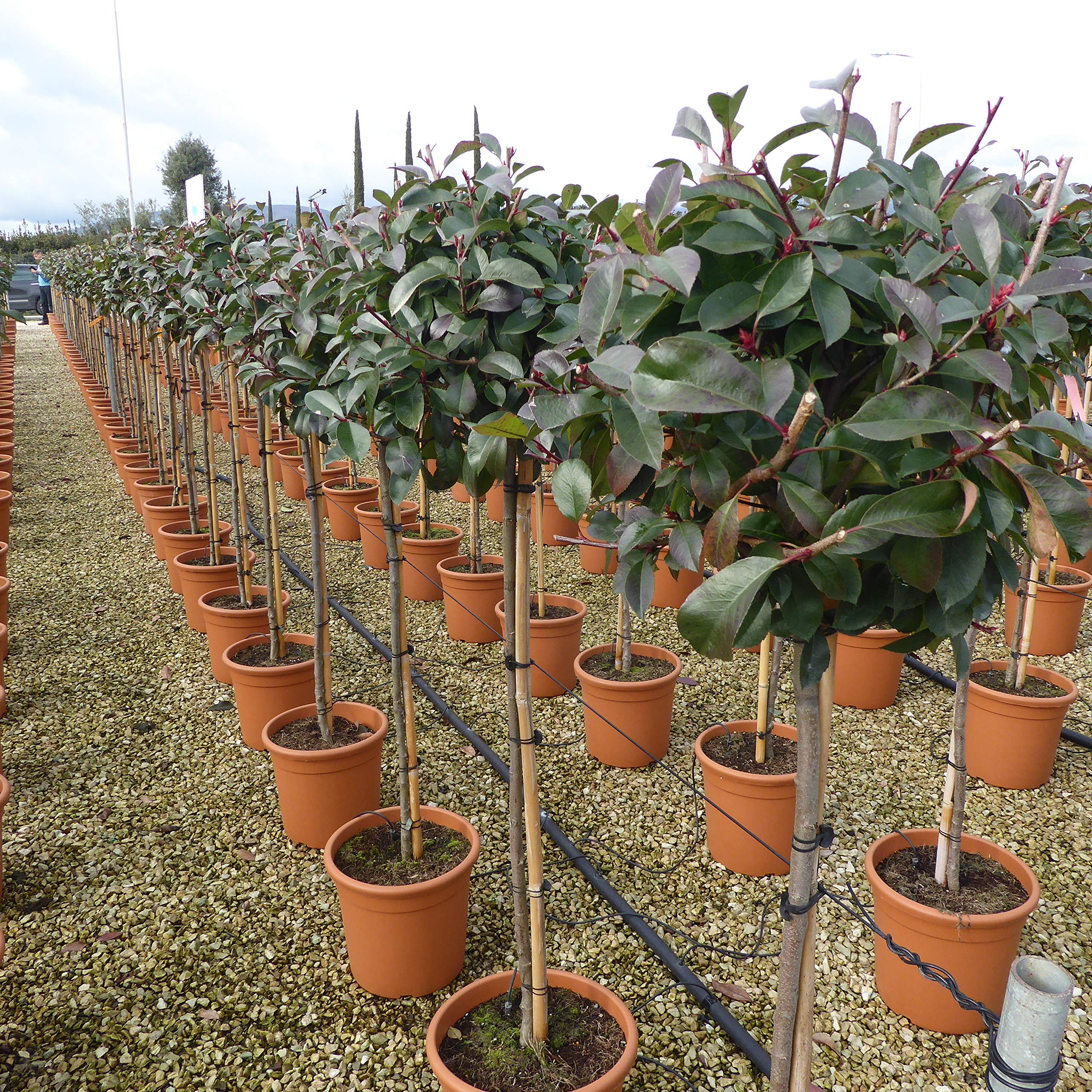 Standard Photinia Red Robin Plants 90cm Stem. Total Height Approximately 160cm. Premium Grade 18 Litre Pot
