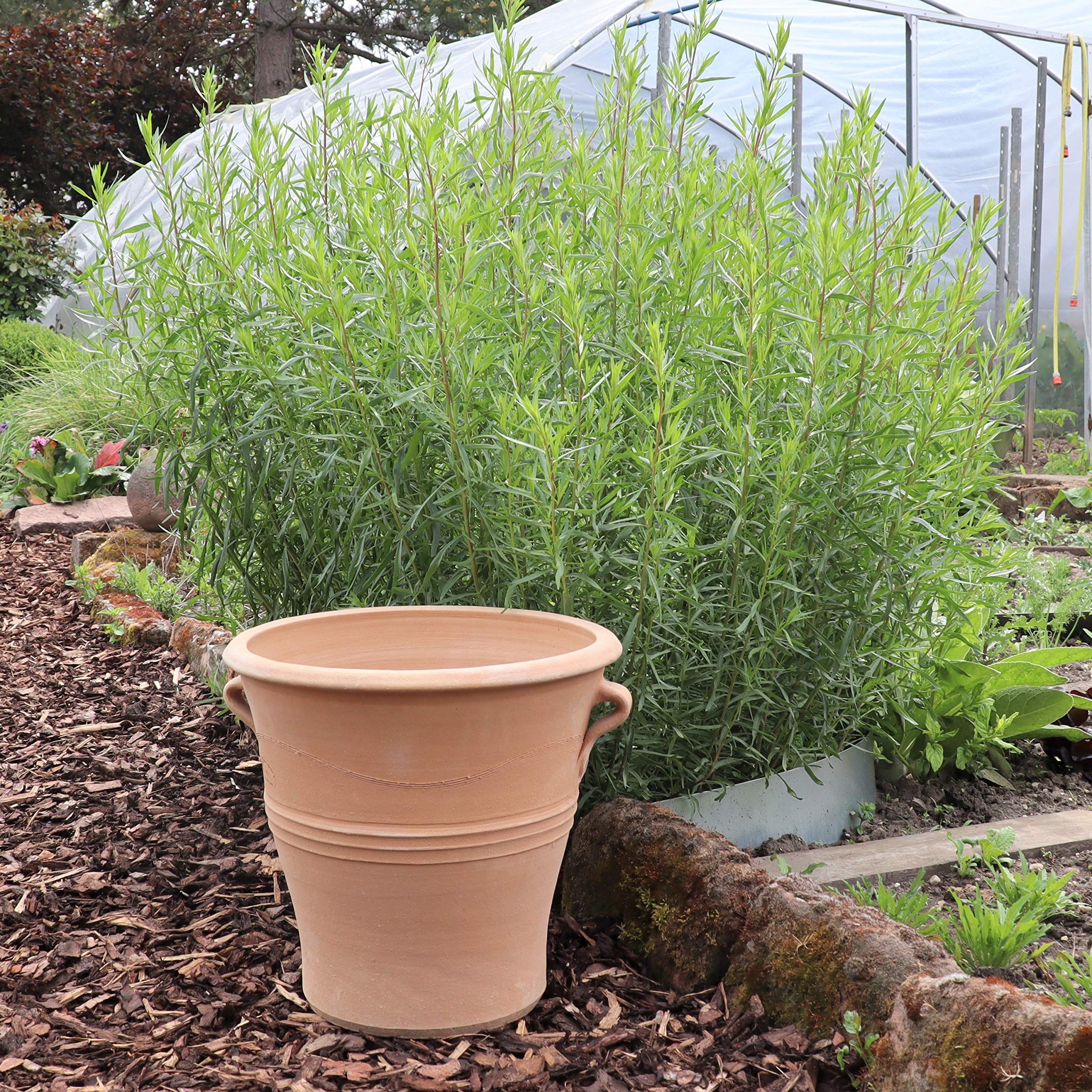 Palatina Werkstatt Maceta grande de terracota "Salvia" – Macetero hecho a mano de Creta, resistente al invierno y a las heladas, con agujero de drenaje, para plantación directa para jardín, balcón