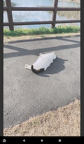 Player de Vídeo com Zoom