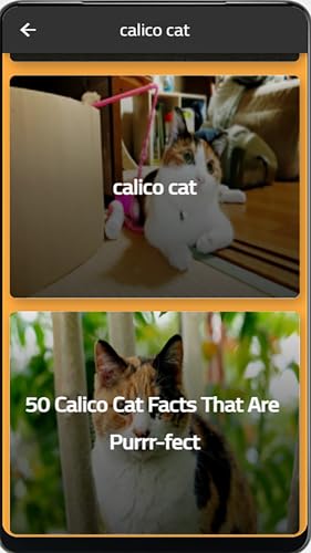 calico cat