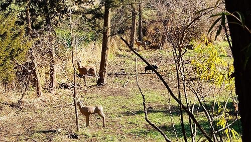 Miniatura 5 de Ciervo 3D para blanco de tiro con arco con centro reemplazable