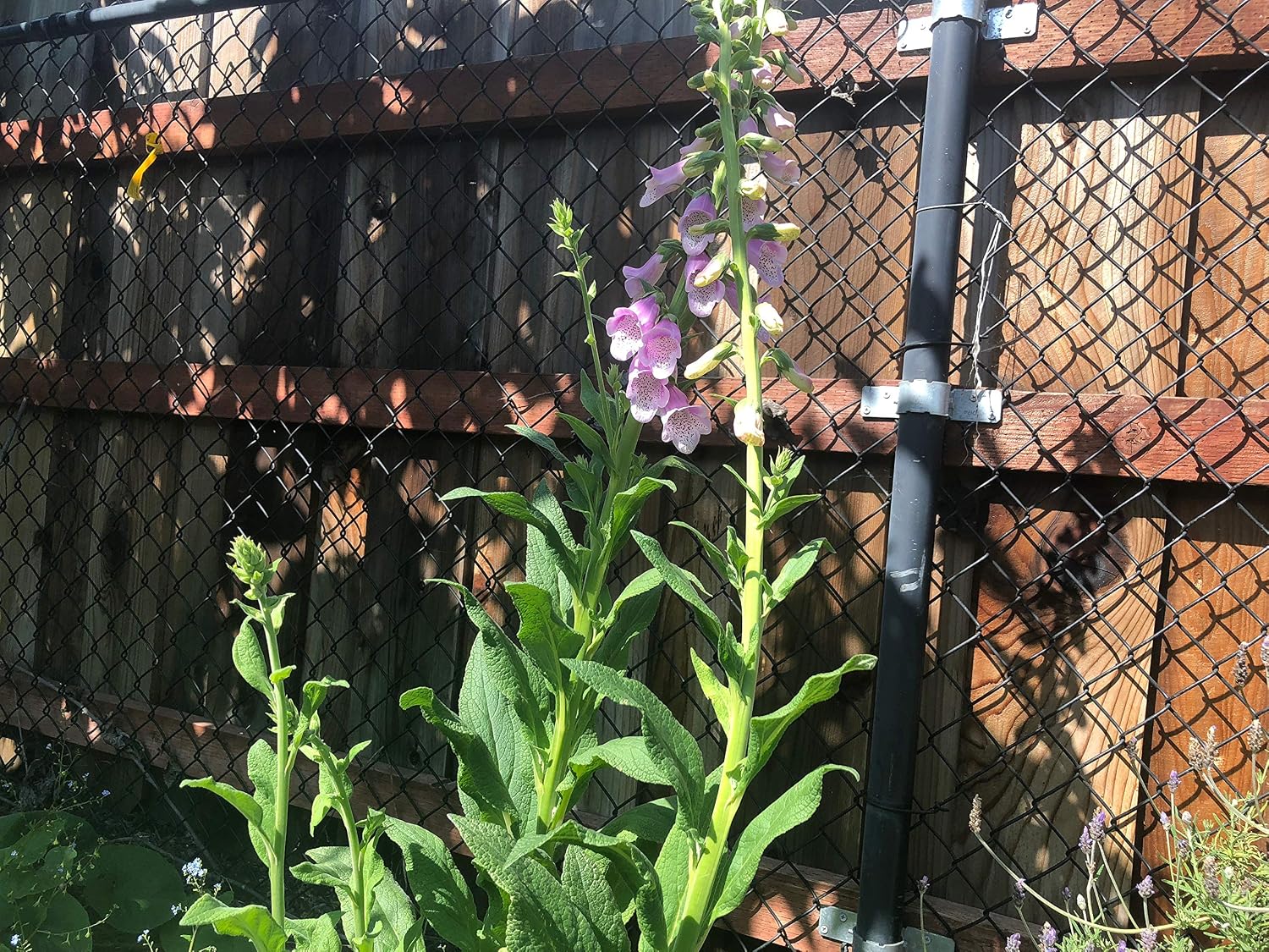 3 Starter Plants of Foxglove Mix Fox Glove Digitalis purpurea 'Camelot Lavender'