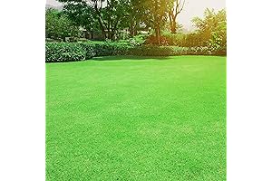 Outsidepride Oasis Bermuda Grass Parent Group - The Perfect Bermuda Grass Seed for Southern Lawns