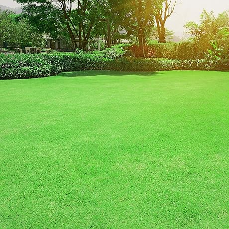 Outsidepride Oasis Bermuda Grass Parent Group - The Perfect Bermuda Grass Seed for Southern Lawns