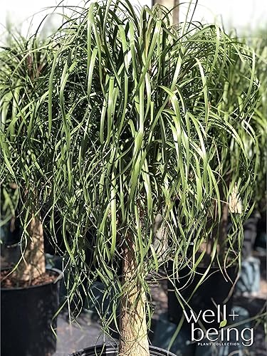 Miniatura 4 de Nature's Way Farms Planta viva de palma de cola de caballo (25-30 pulgadas de alto) en maceta de cultivadores