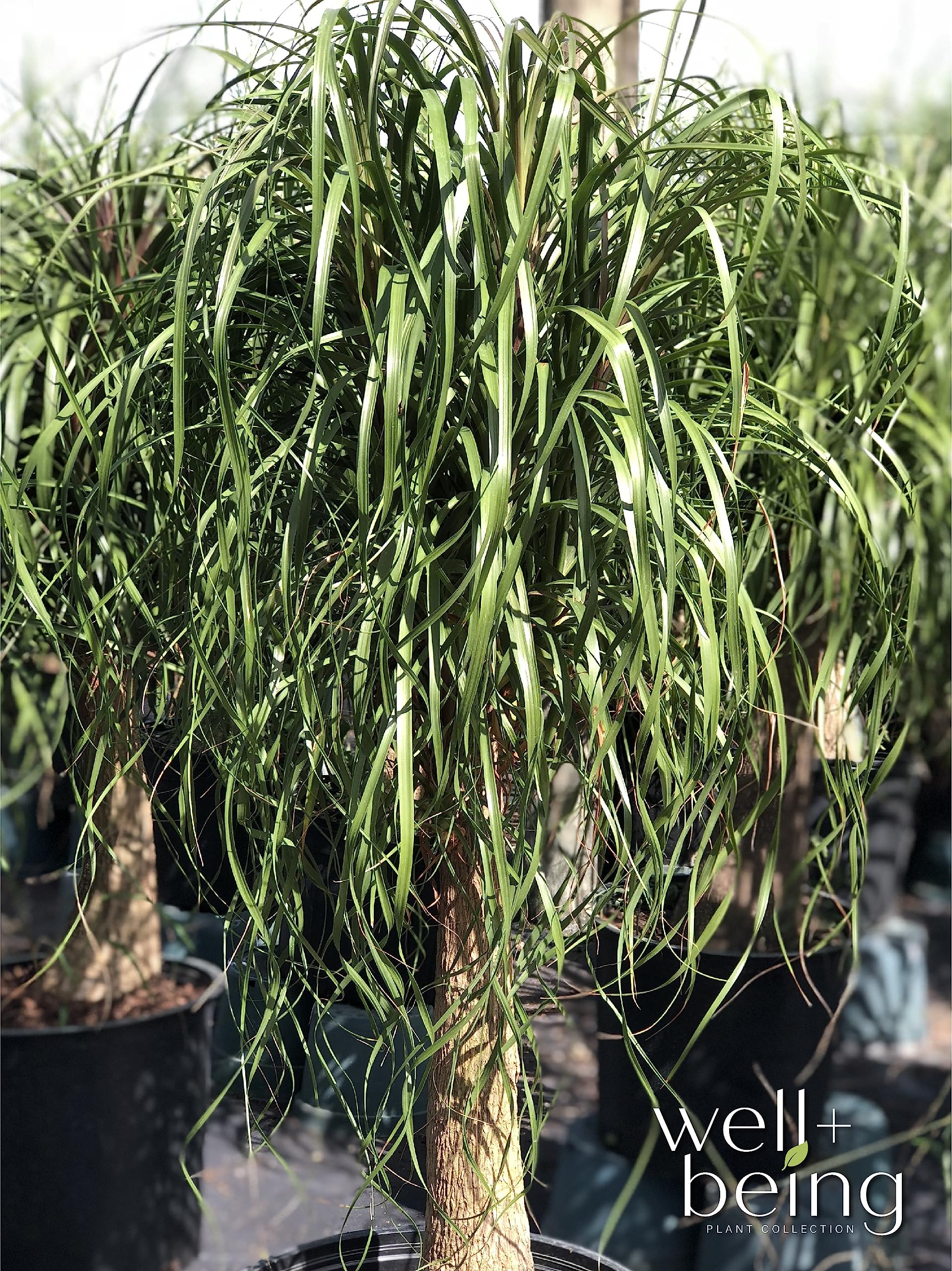 date palm tree planting Pygmy Date Palm Tree for Sale main image 0