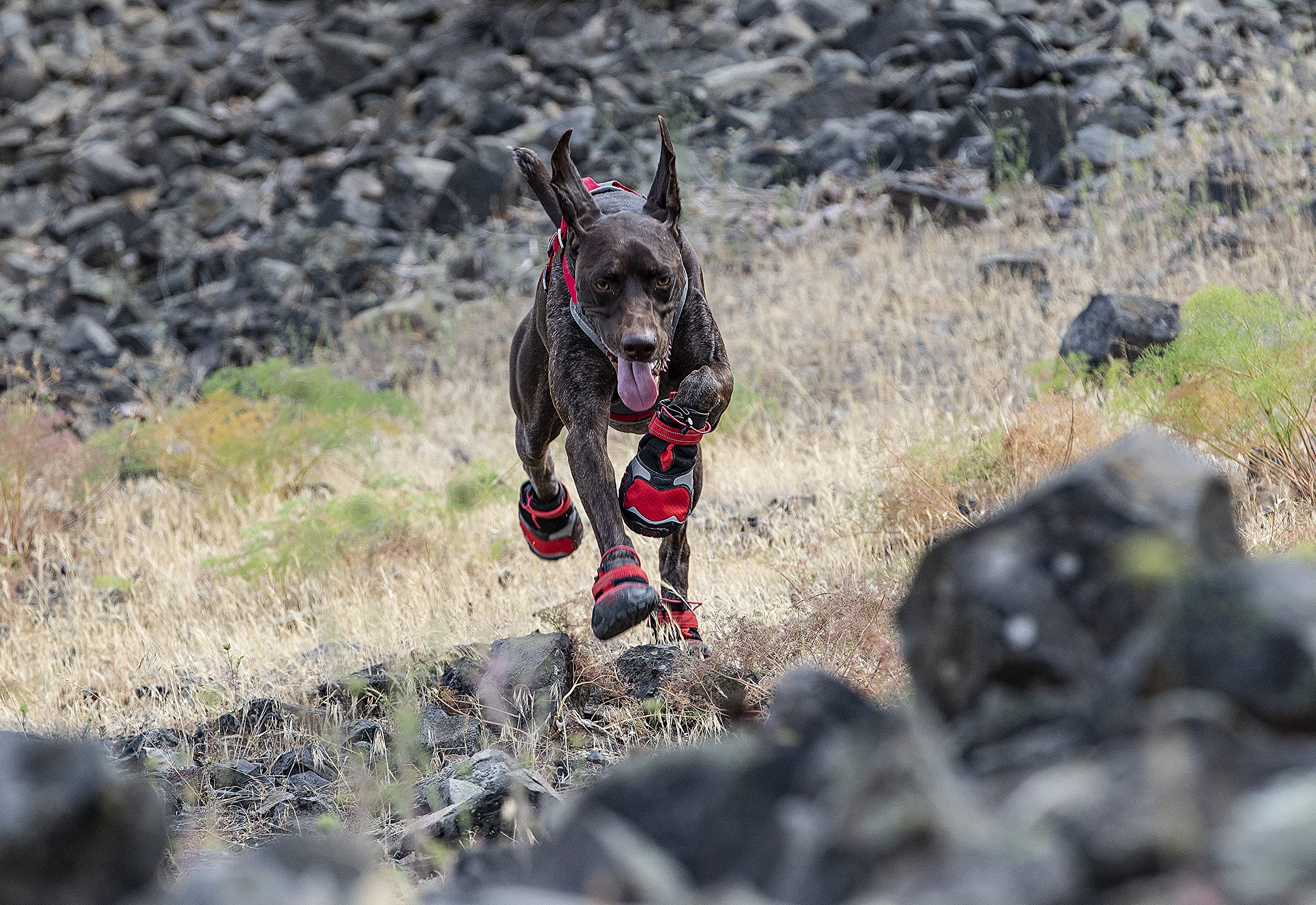 Kurgo Hundeschuhe Blaze Cross, Zum Schutz der Pfoten, Für jede Jahreszeit, Wasserdicht und reflektierend, Größe S, Rot