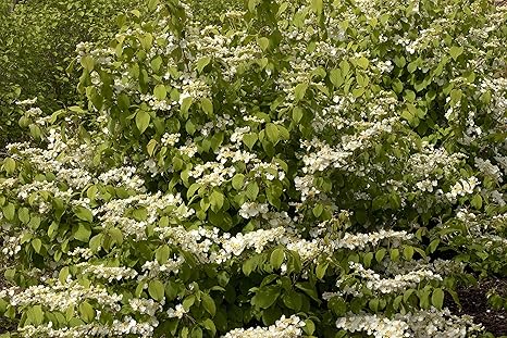 photo Large Green Plant With White Flowers amazon com pixies gardens 1 gallon