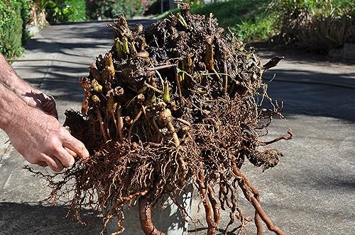 Miniatura 5 de Maui Medicinal Herbs Hawaiian Kava Powder 8oz