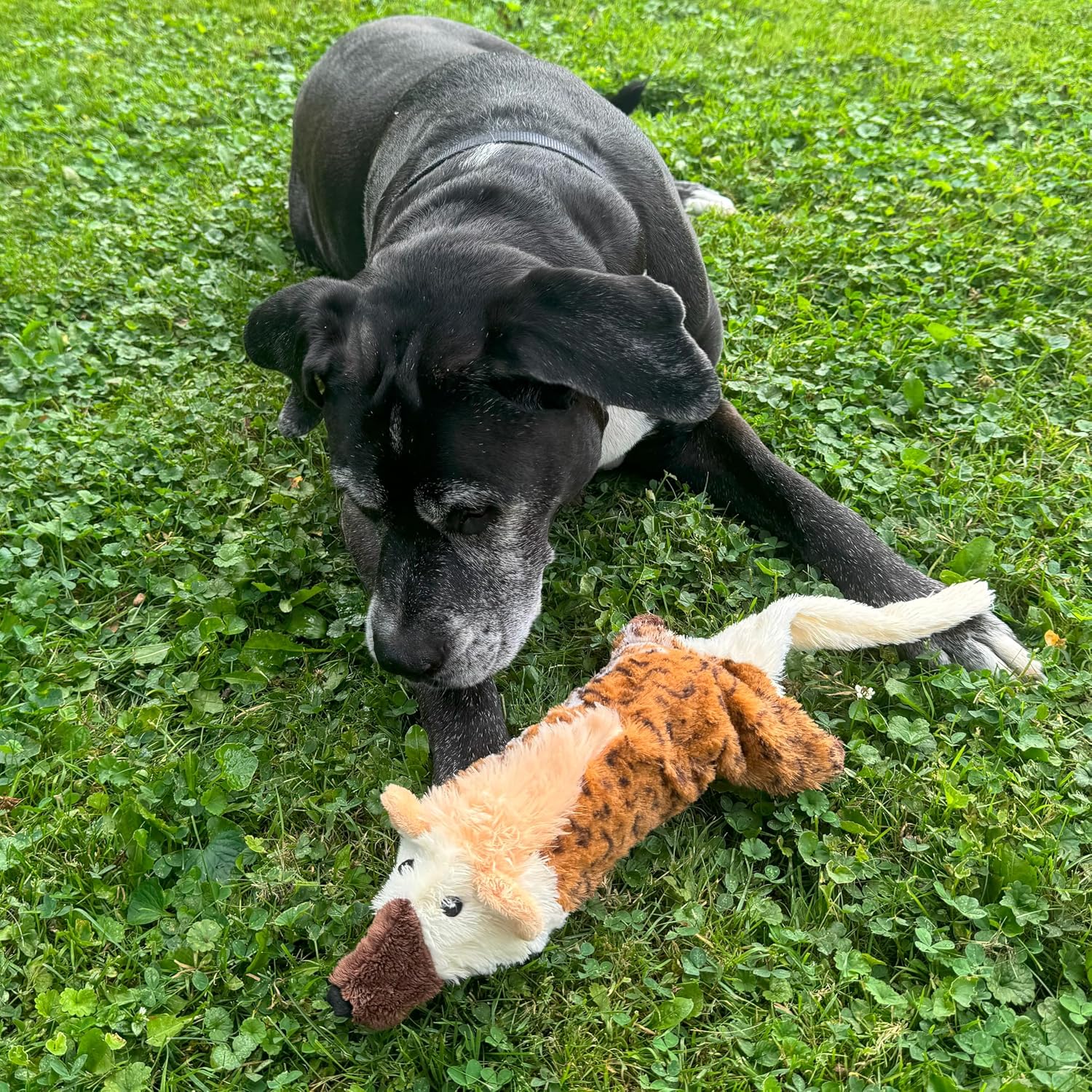 SPOT Skinneeez Big Bite Jackal, Stuffingless Dog Toy with Squeaker and Crunch Bottle, for Moderate Chewers, 18in Interactive Chew Toy image 3