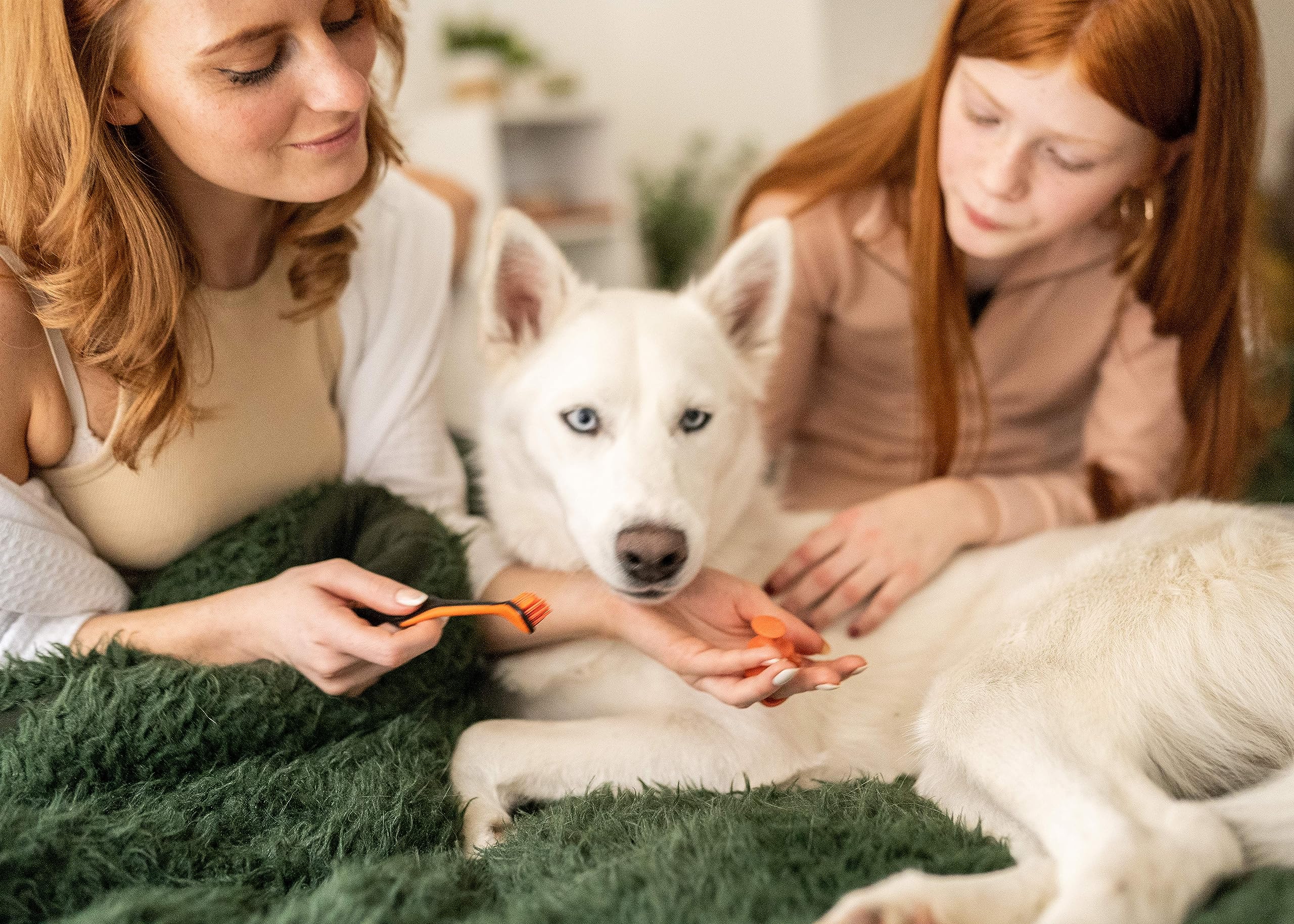 BrushMate Paquete combinado de cepillo de dientes para mascotas y BiteBlock para perros y gatos (mediano, naranja)
