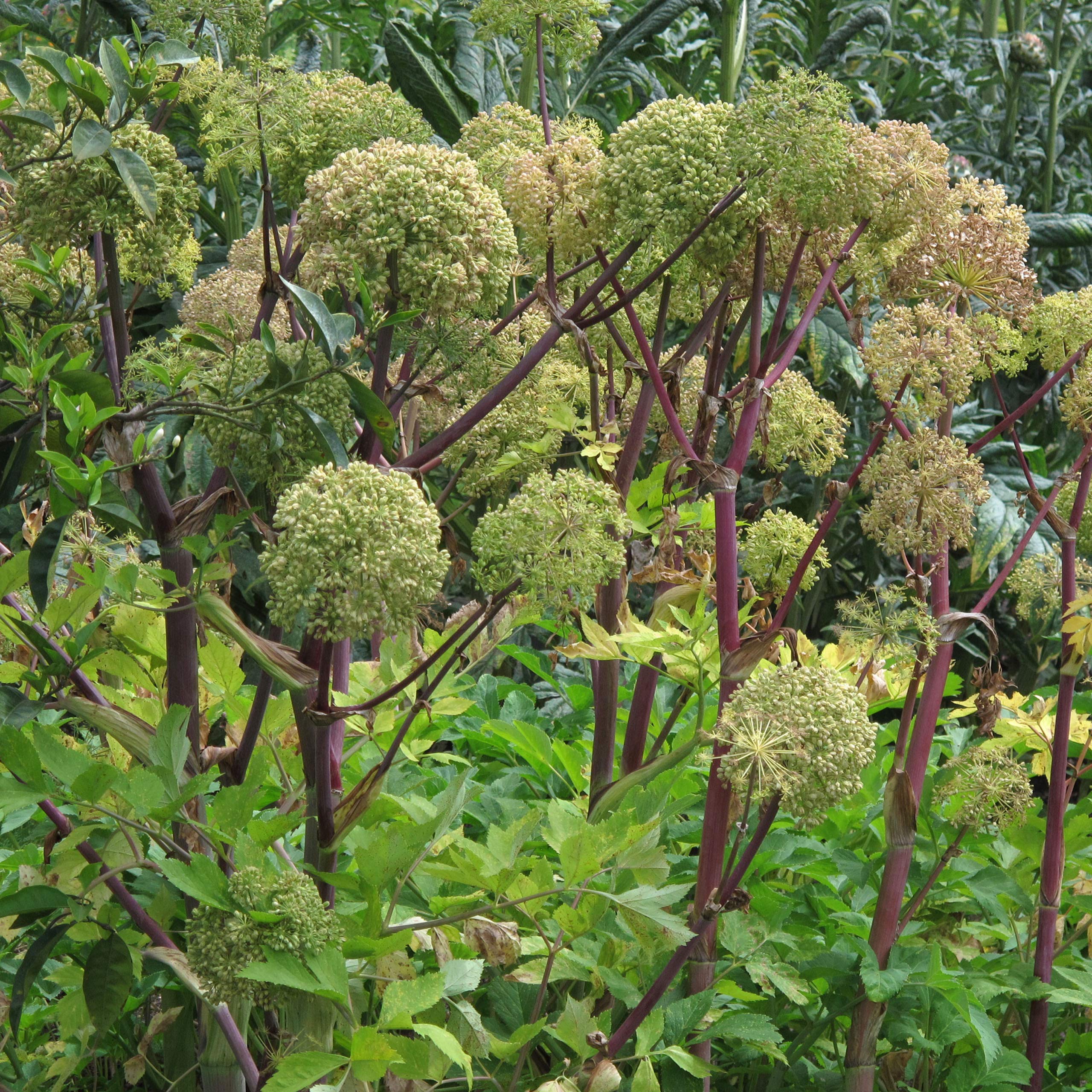 Plantes ancestrales énergétiques et protectrices bio - kit de semences 4 variétés magiques