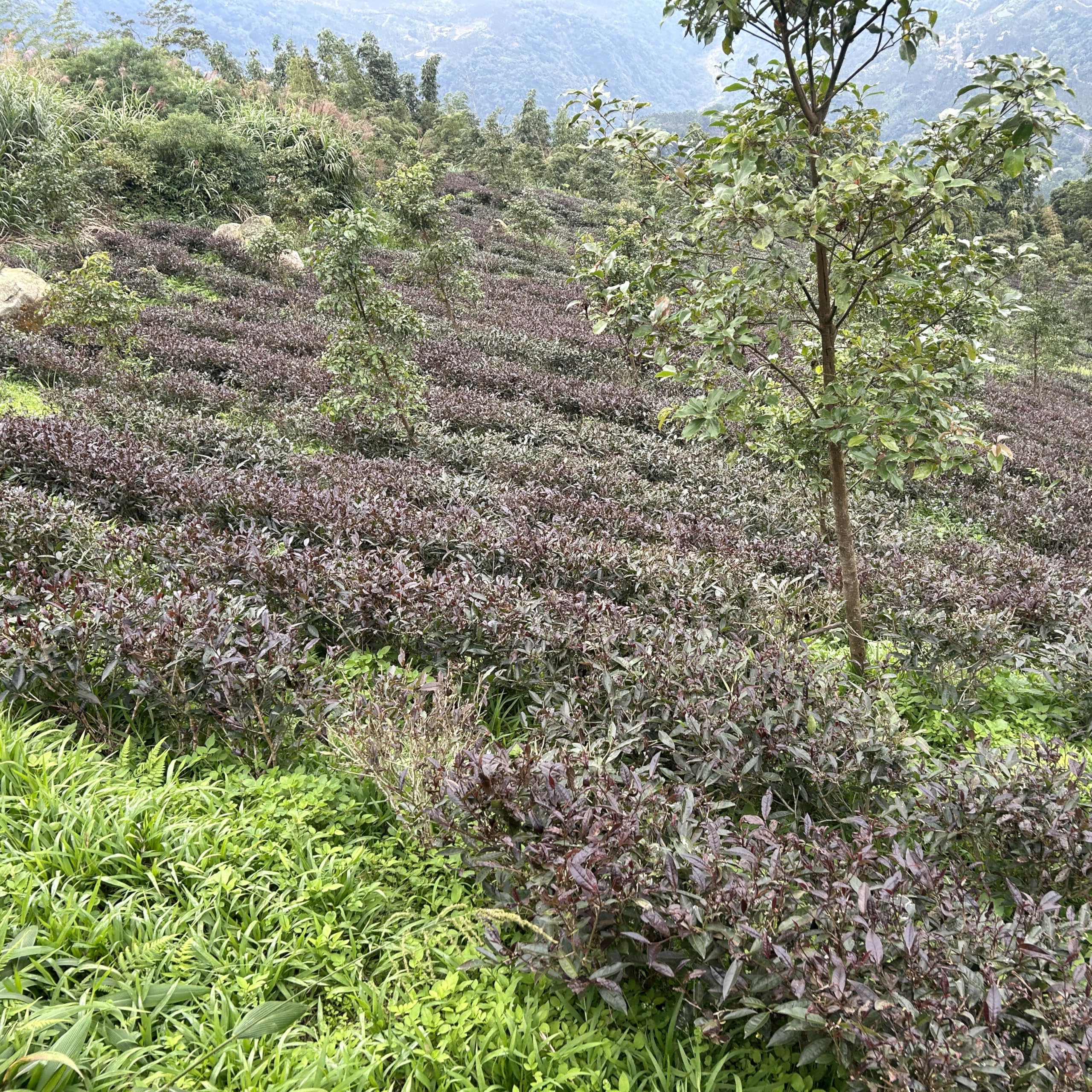 Premium Purple Bud Mountain tè bianco sfuso in foglie coltivate con cura, 600 g (100 g x 6)