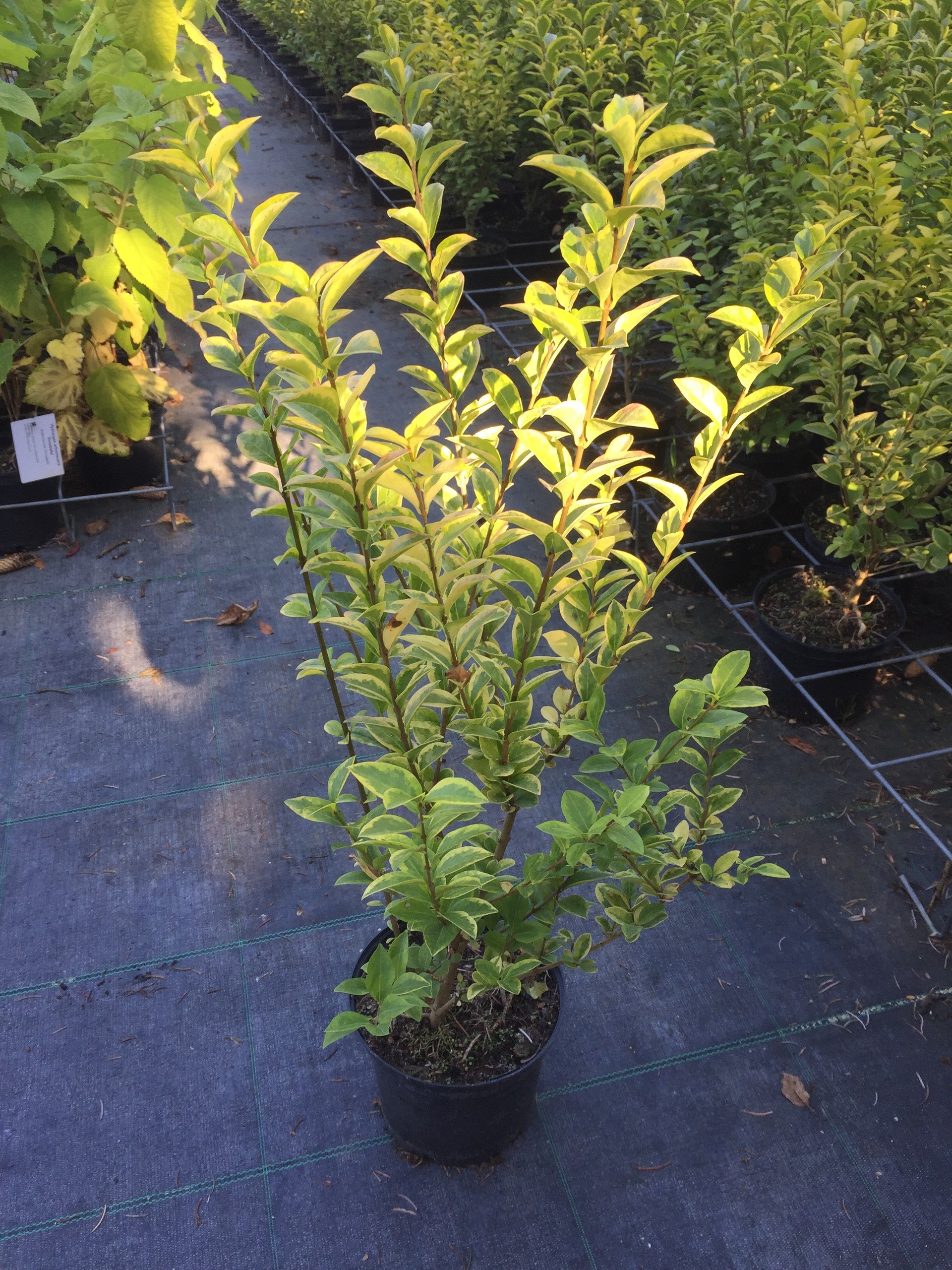 Goldliguster Aureum 60-80 cm Busch fr Sonne-Halbschatten Heckenpflanze  grn, gelbes Laub Gartenpflanze winterhart 1 Pflanze im Topf : Amazon.de:  Garten