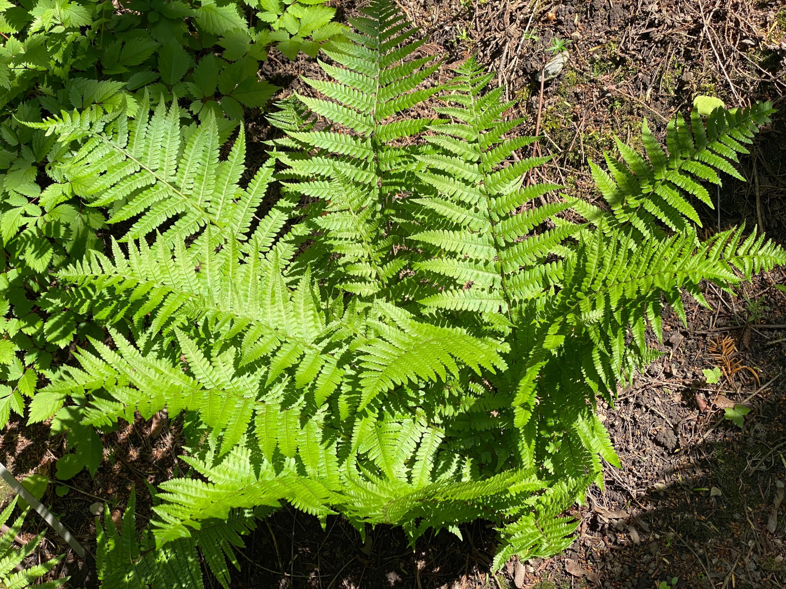 Stauden Gänge 3 x Dryopteris affinis im 1 Liter Topf (Farn/Winterhart/Mehrjährig/Staude/Immergrün) Heimischer Goldschuppenfarn - Struktur und Anmut für schattige Beete