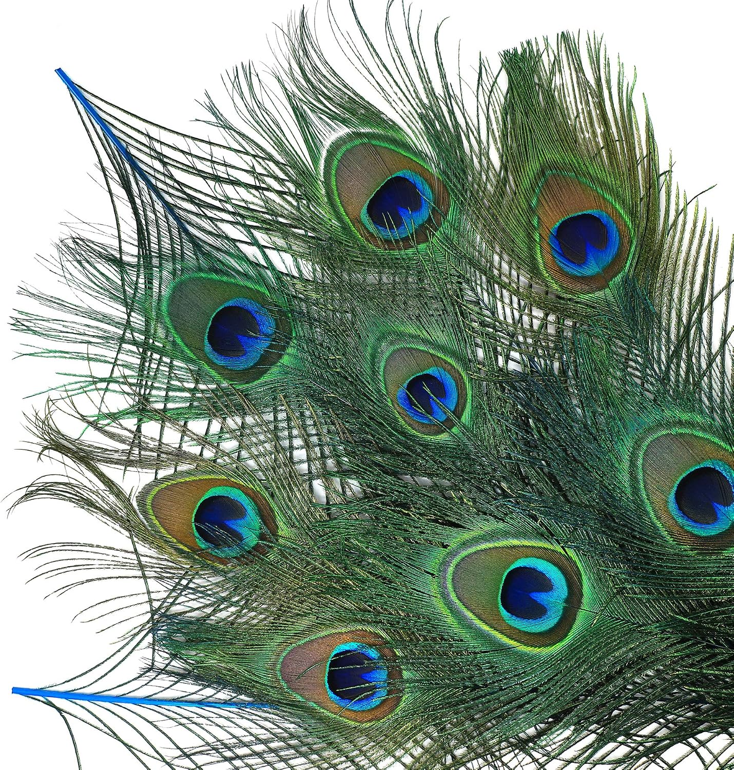 ZUCKER Dark Turquoise Stem Peacock Eye Feathers - 8-15" 100pc Wedding DIY Craft Home Decor
