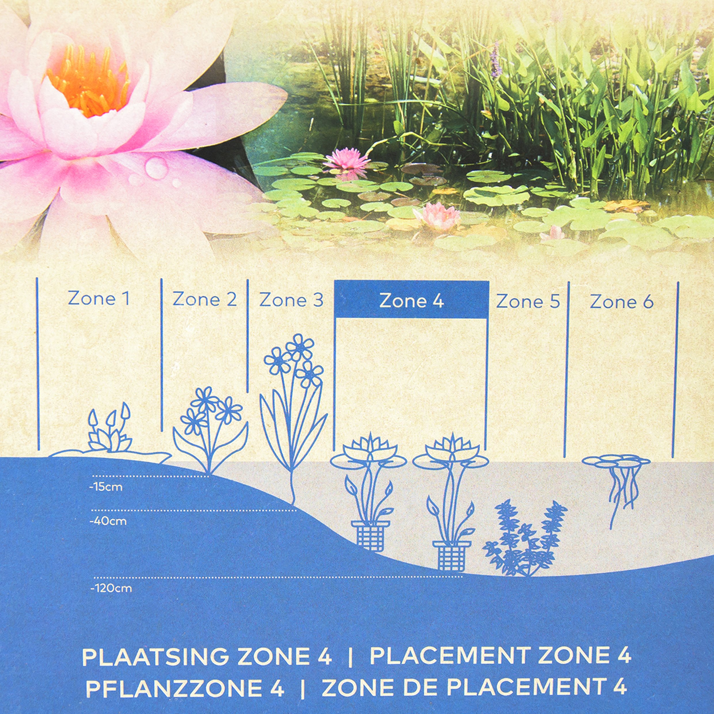 Echte Seerosen Winterhart im bunten Mix Teich Pflanzen, Aquarium Pflanzen Teichpflanzen im Pflanzkorb Wasserpflanzen Seerose Nymphaeae Anzuchtset Teichpflanzen winterhart (1 Seerose weiß)