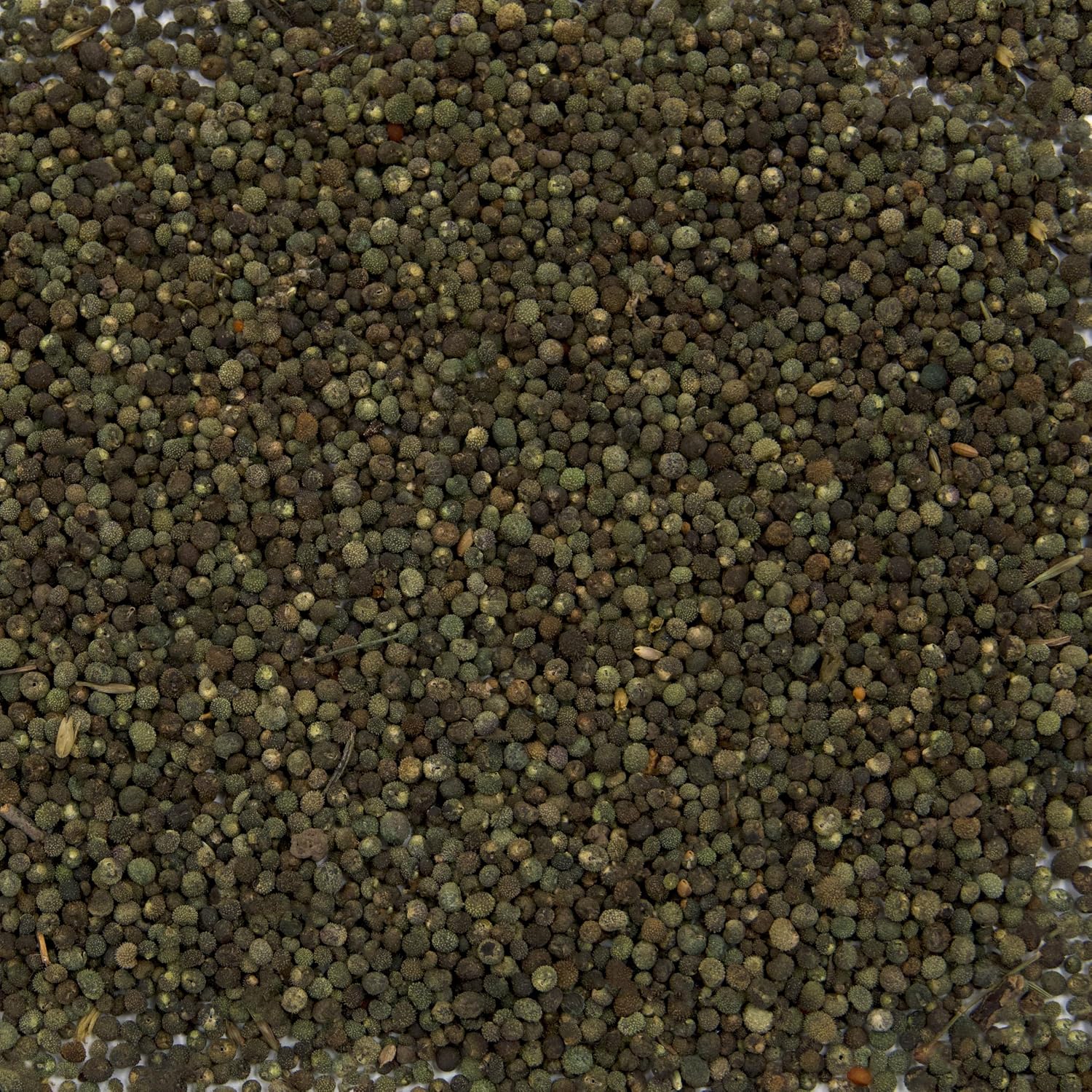 Cleavers Seeds Galium Aparine - 20 Premium Pack for Foraging, Herbal Tea & Wild Spring Greens | PalmBeachMedicinalHerbs