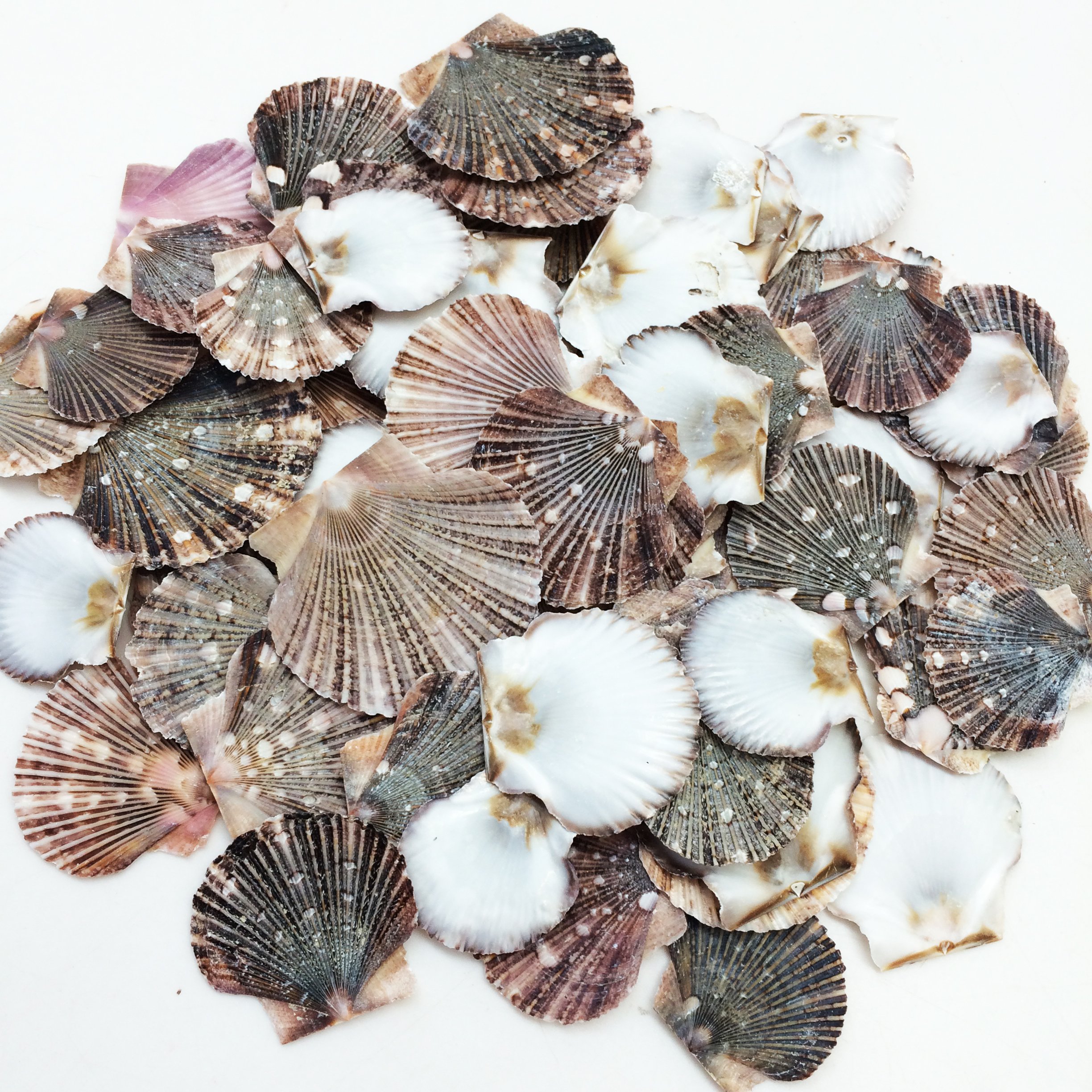 Baby Seashells