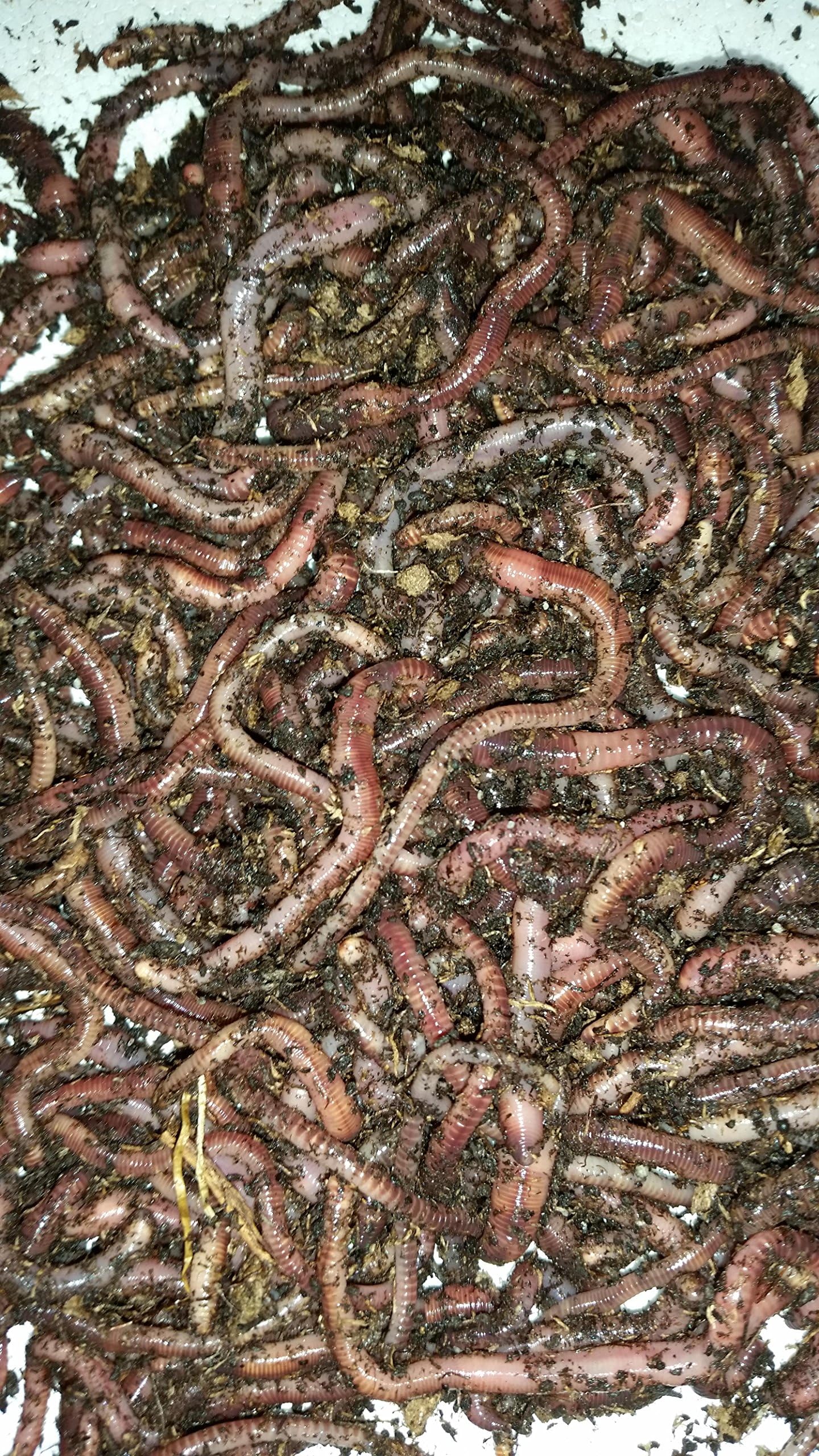 2 lbs. PANFISH European Nightcrawlers Approx. 500-650 Count Composting Worms Live Fishing Bait