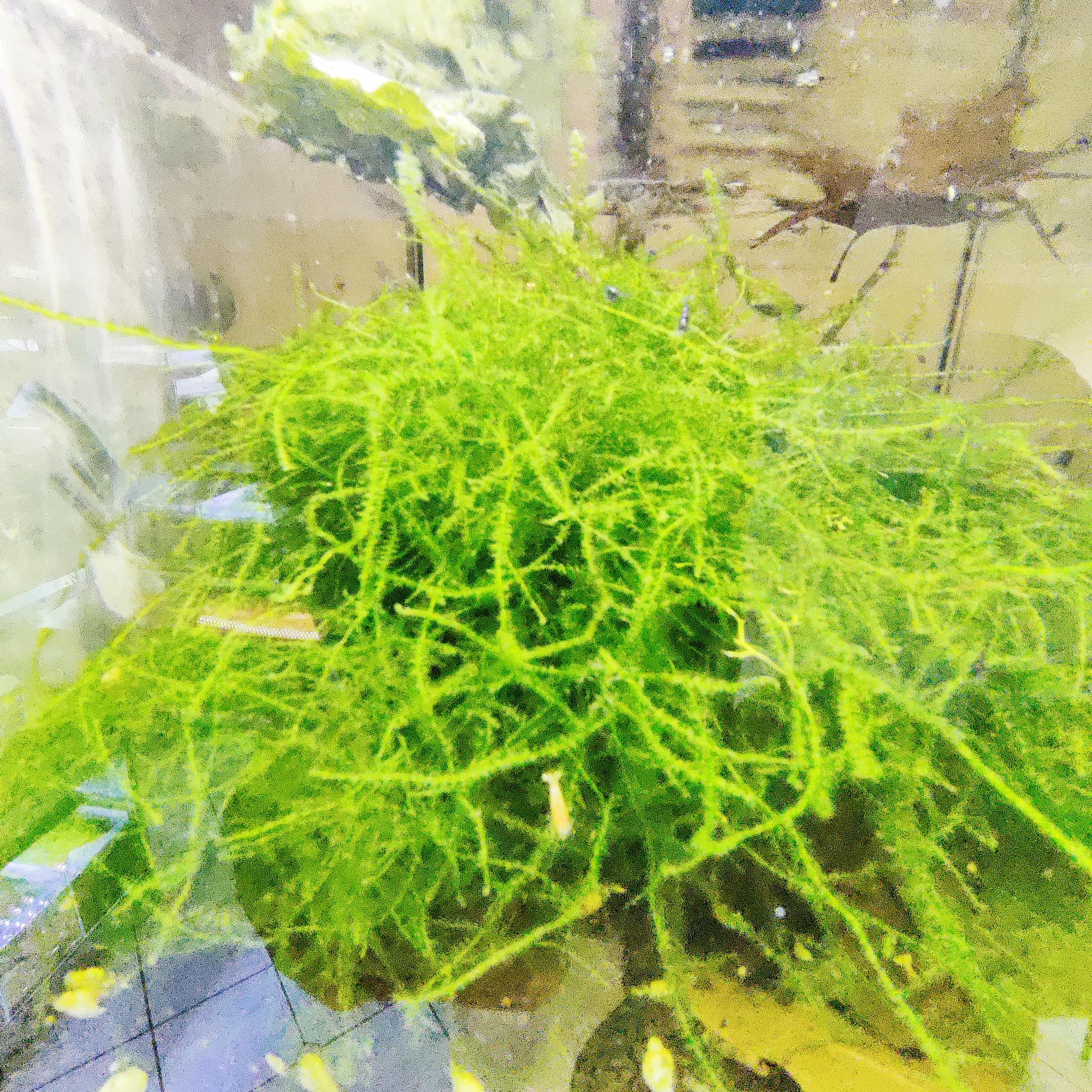 Garnelenglück - Weeping Muschio - Vesicularia ferriei - 100 mg