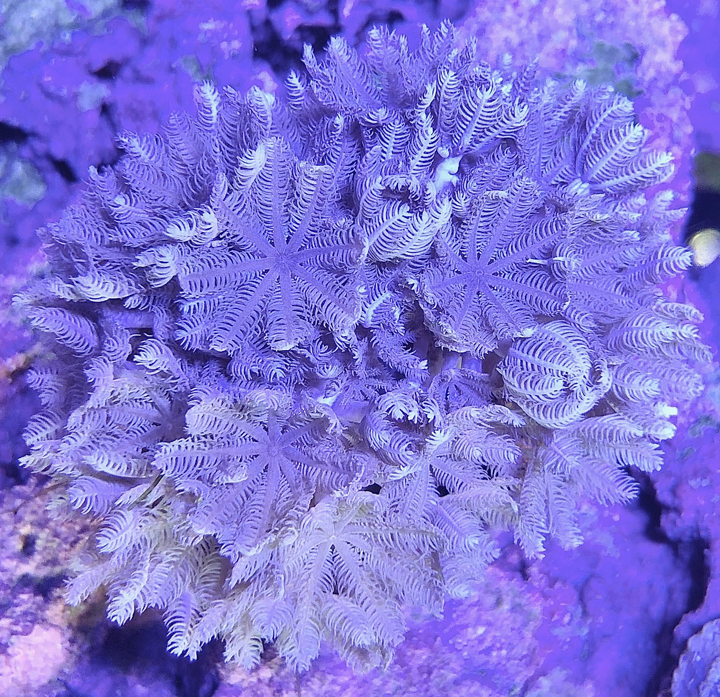 Live Saltwater Coral Frag - Red Sea Pulsing Xenia