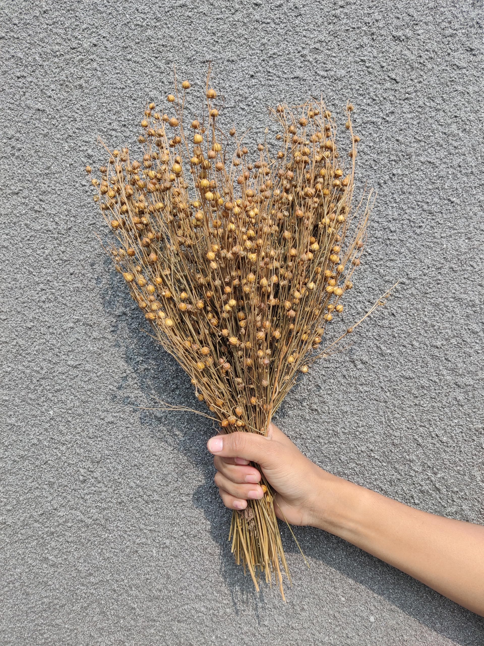 IDIKA Living Linum Flax Grass| Dried Flower | 100 gm | Elegant, Delicate & Perfect for Rustic Decor & Floral and Wedding Arrangements(Natural)-image-26