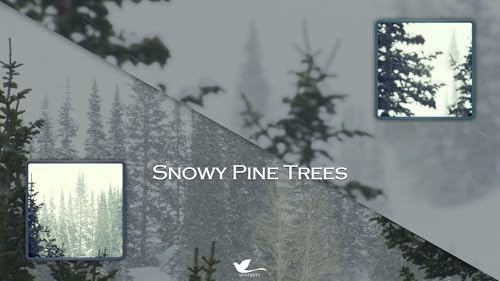 Snowy Pine Trees