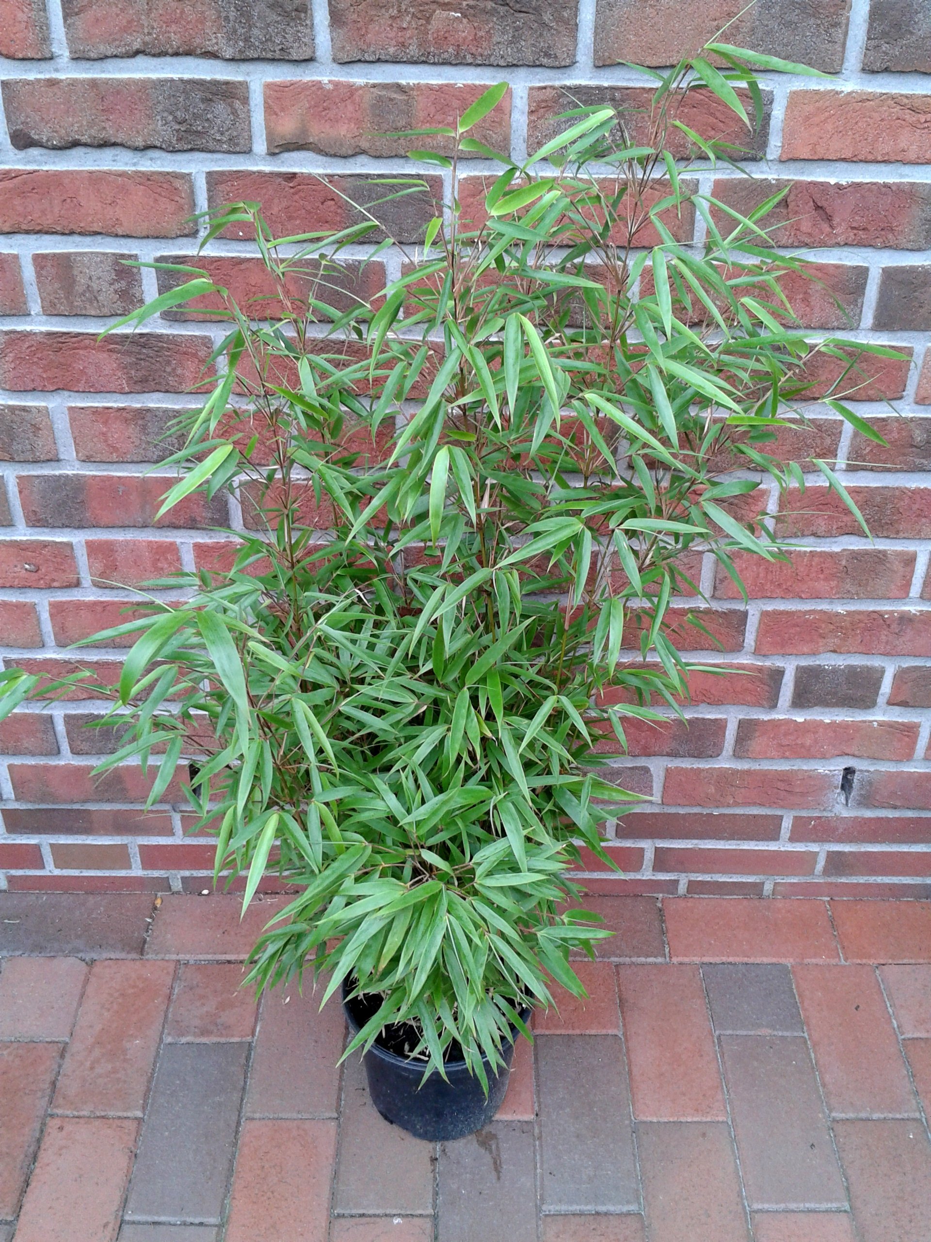 3 Stck Bambus, Fargesia Rufa, Hhe: 90-100 cm, winterhart und sonnenfest :  Amazon.de: Garten