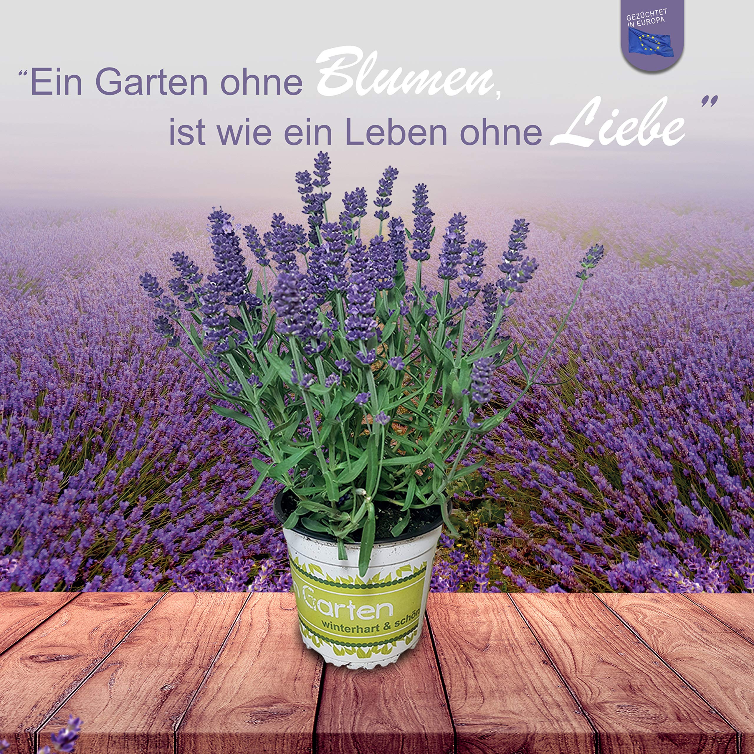 Pack de 10 Lavandas Plantas Naturales en Maceta de 12cm Lavanda