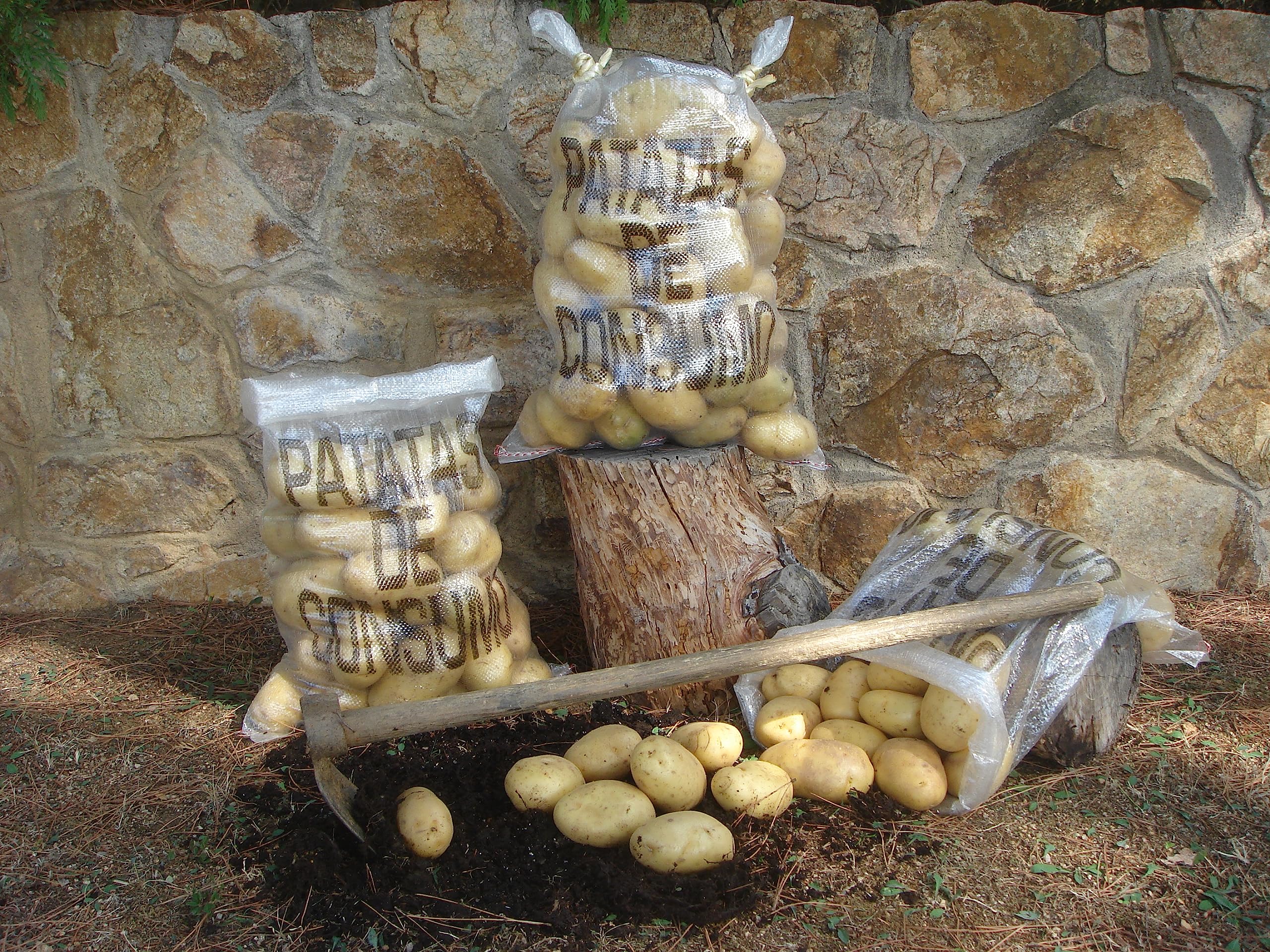 MULTISAC 4015. Saco para patatas 42x70cm Patata de Consumo | 15Kg de Patatas | (500 unidades)
