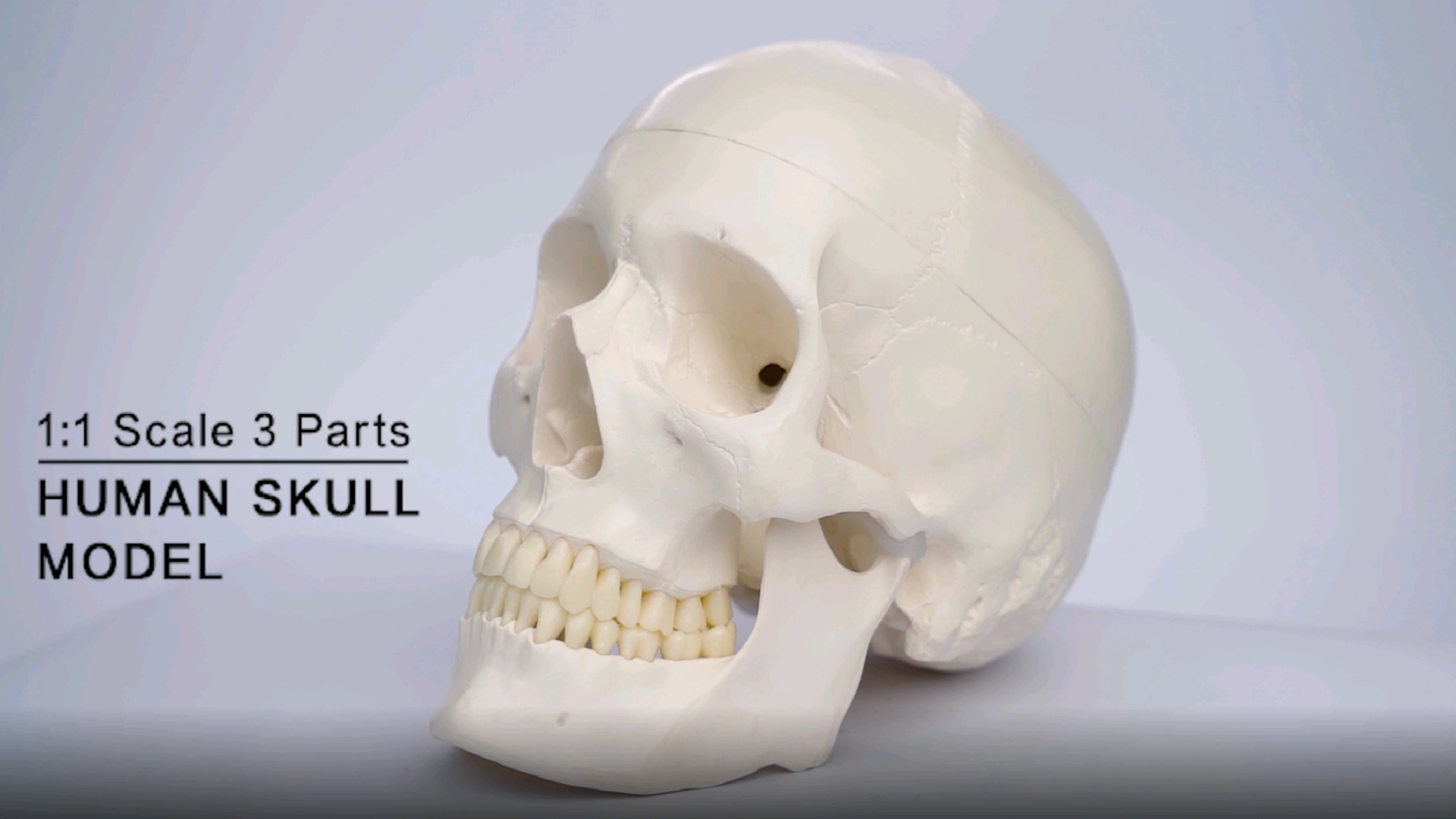 Amazon.com: EVOTECH SCIENTIFIC Human Adult Skull Anatomical Model