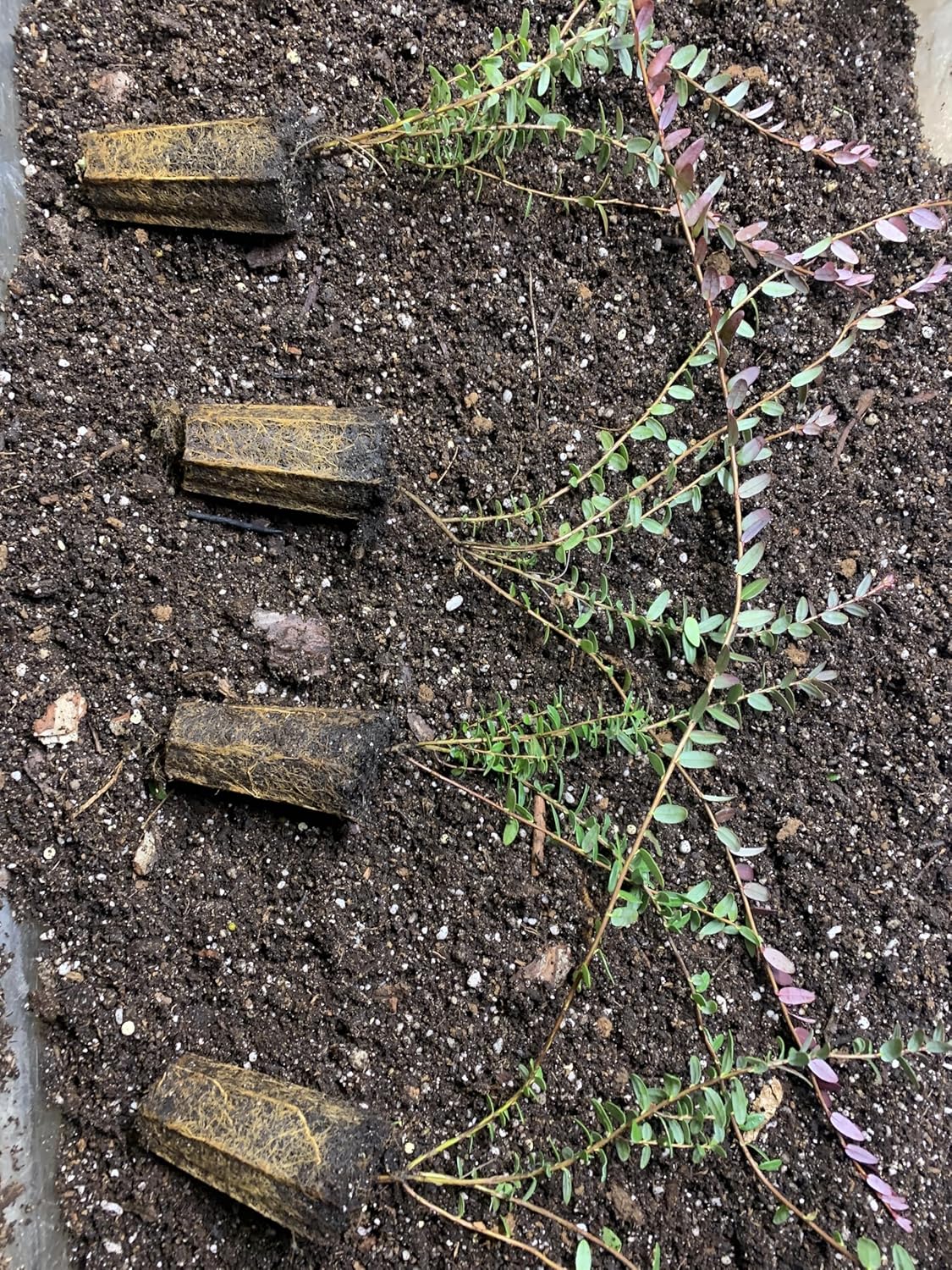 1 Plant Stevens Cranberry (Vaccinium Macrocarpon) 1 Year Old