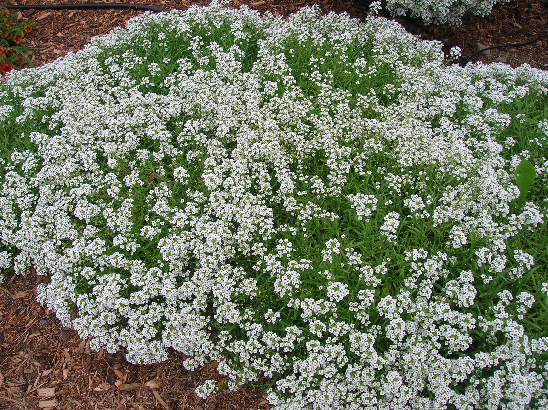 LIVE GREEN Sweet Alyssum Flower F1 Hybrid Seeds (LG-SSED67) (B07DNDMHZ9) Amazon Price History, Amazon Price Tracker