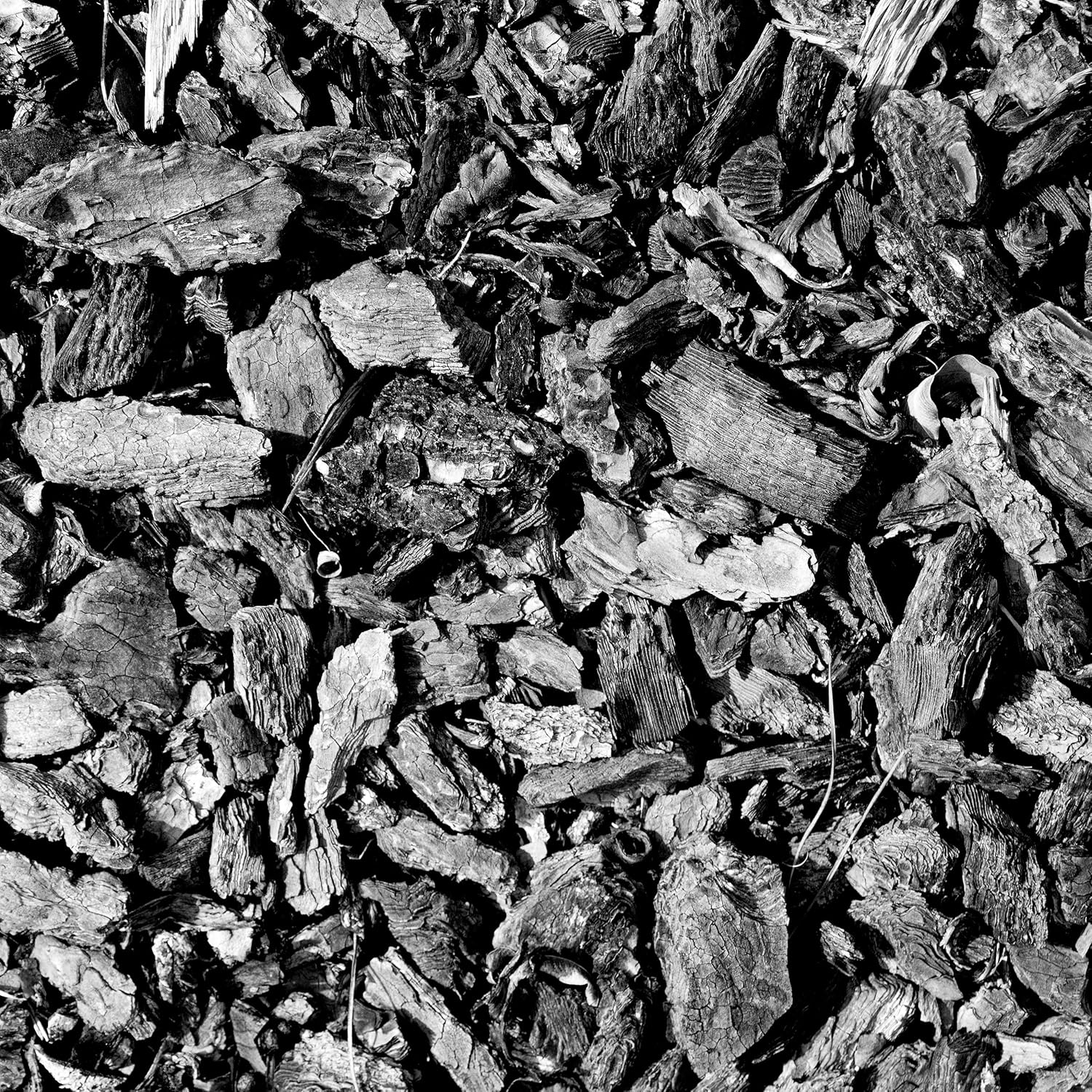 Char Bliss (1 Cubic Ft) - Organic Biochar for Plants - OMRI-Listed Biochar Soil Amendment Organic - Horticultural Charcoal for Plants, Gardening, & Potting Soil - 100% Natural and Renewable Bio Char - Image 7