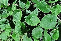 Vista 7 de Polvo de raíz de kava hawaiana