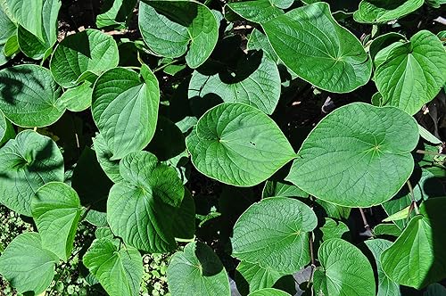 Miniatura 7 de Maui Medicinal Herbs Hawaiian Kava Powder 8oz