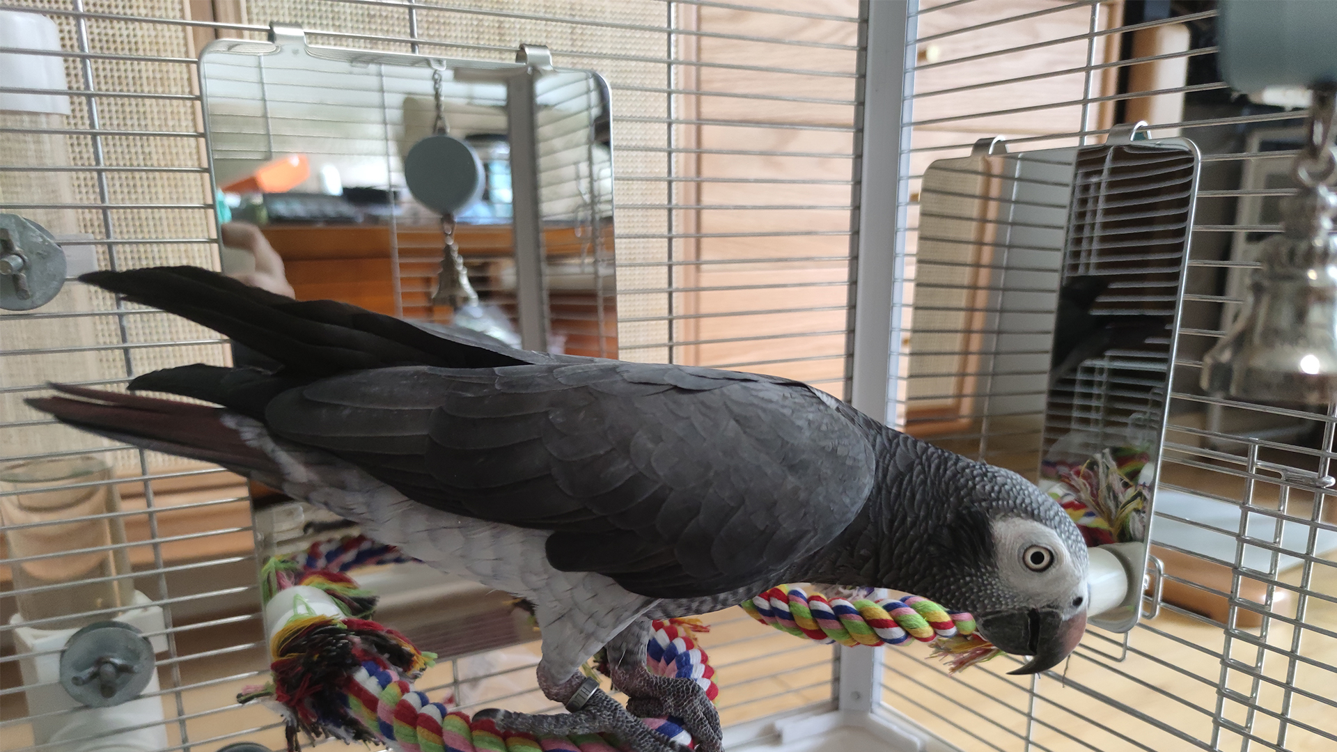 Colorday 9" Bird Mirror for cage with Rope Perch, Bird Swing, Parrot Cage Toy for Parakeet Budgie African Grey Conure Cockatiel Lovebird Finch Canarie, Large - image 8