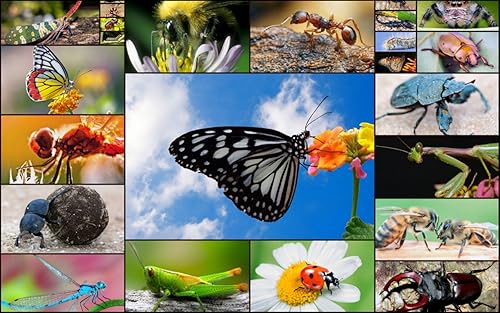 image for App Family AB Insects and Bugs Puzzles for Kids - Fun and Educational 