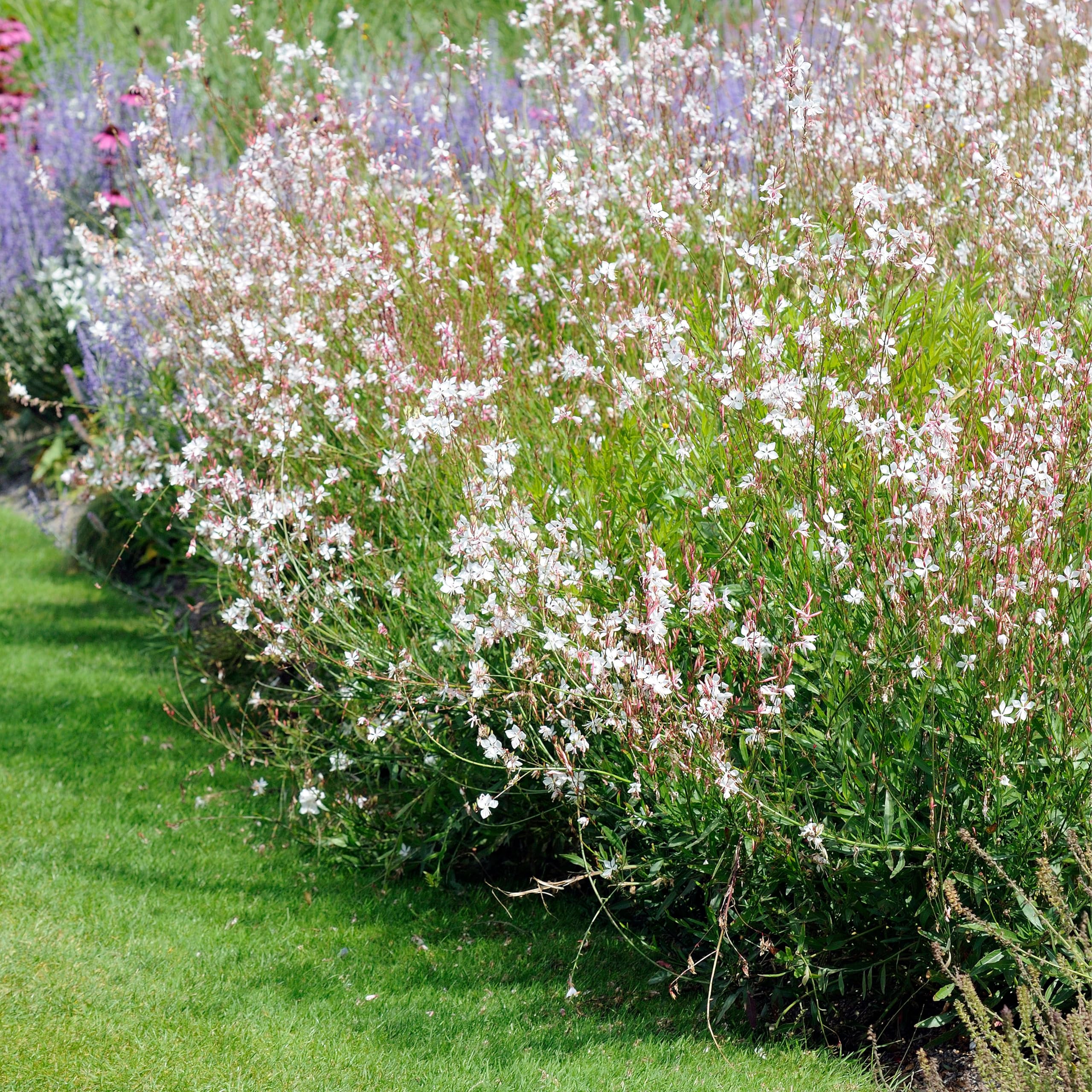 Gaura Lindheimeri